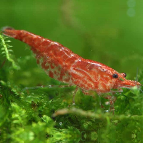 レッドチェリーシュリンプ