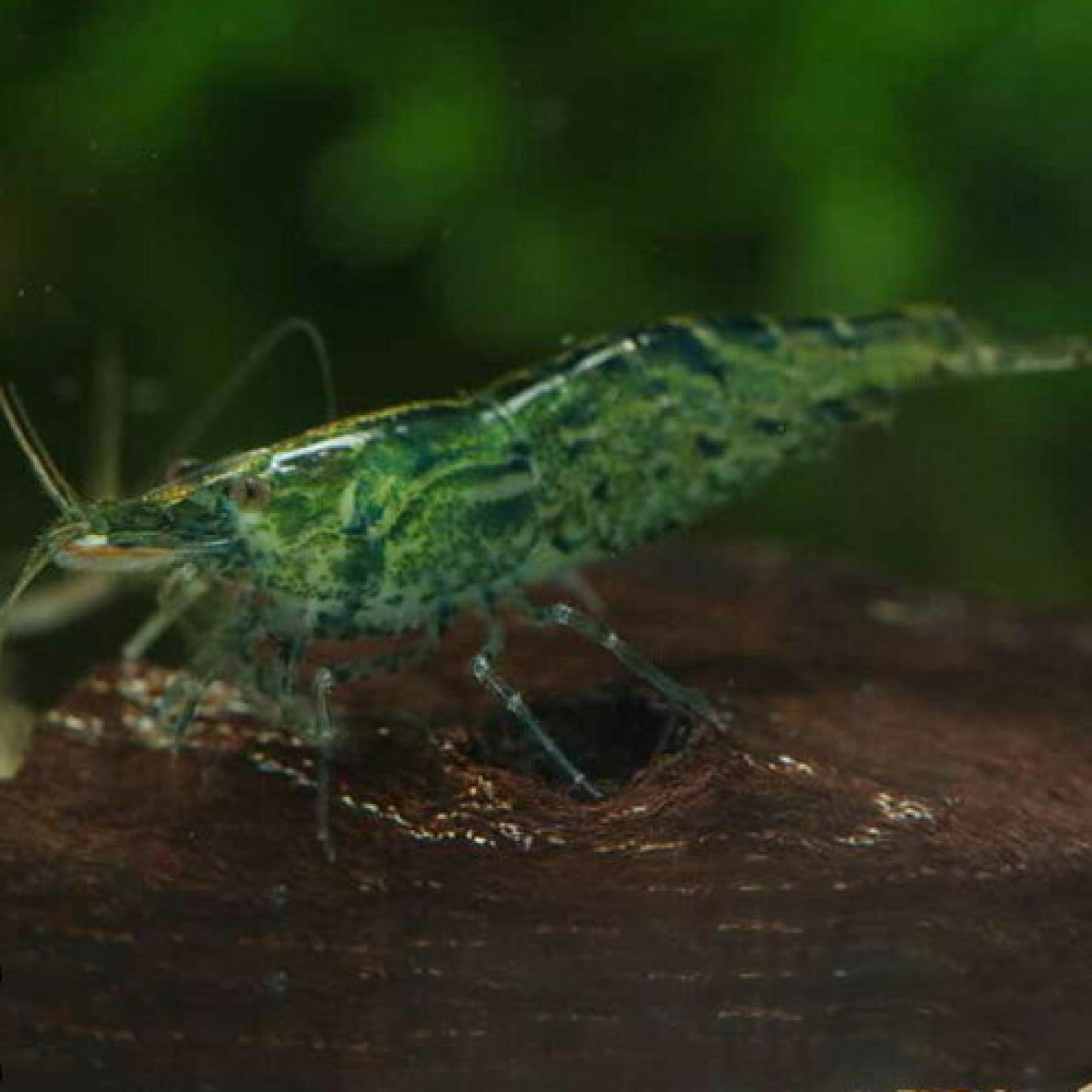 グリーンチェリーシュリンプ