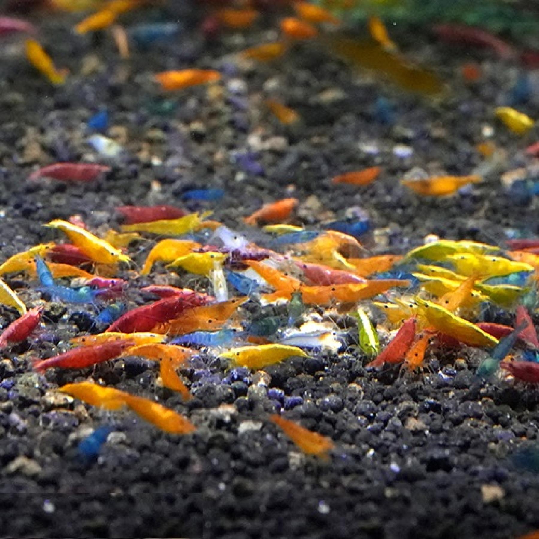 カラフルチェリーシュリンプＭＩＸ※１２月限定特価