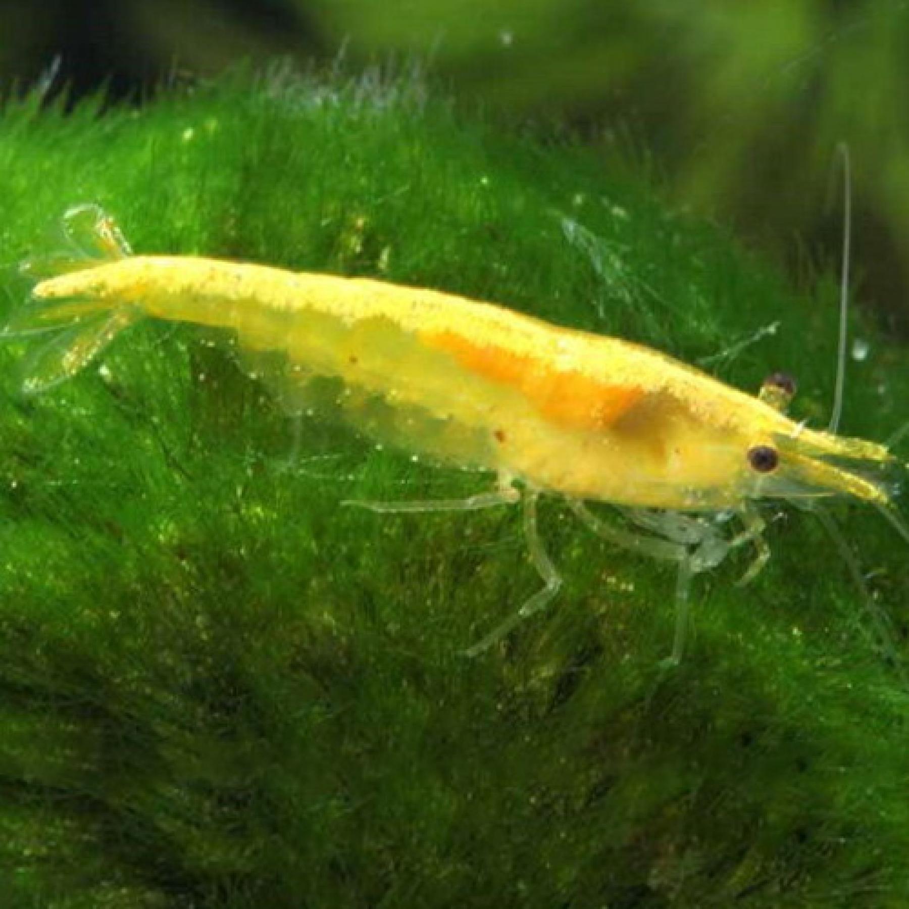 ゴールデンストライプシュリンプ