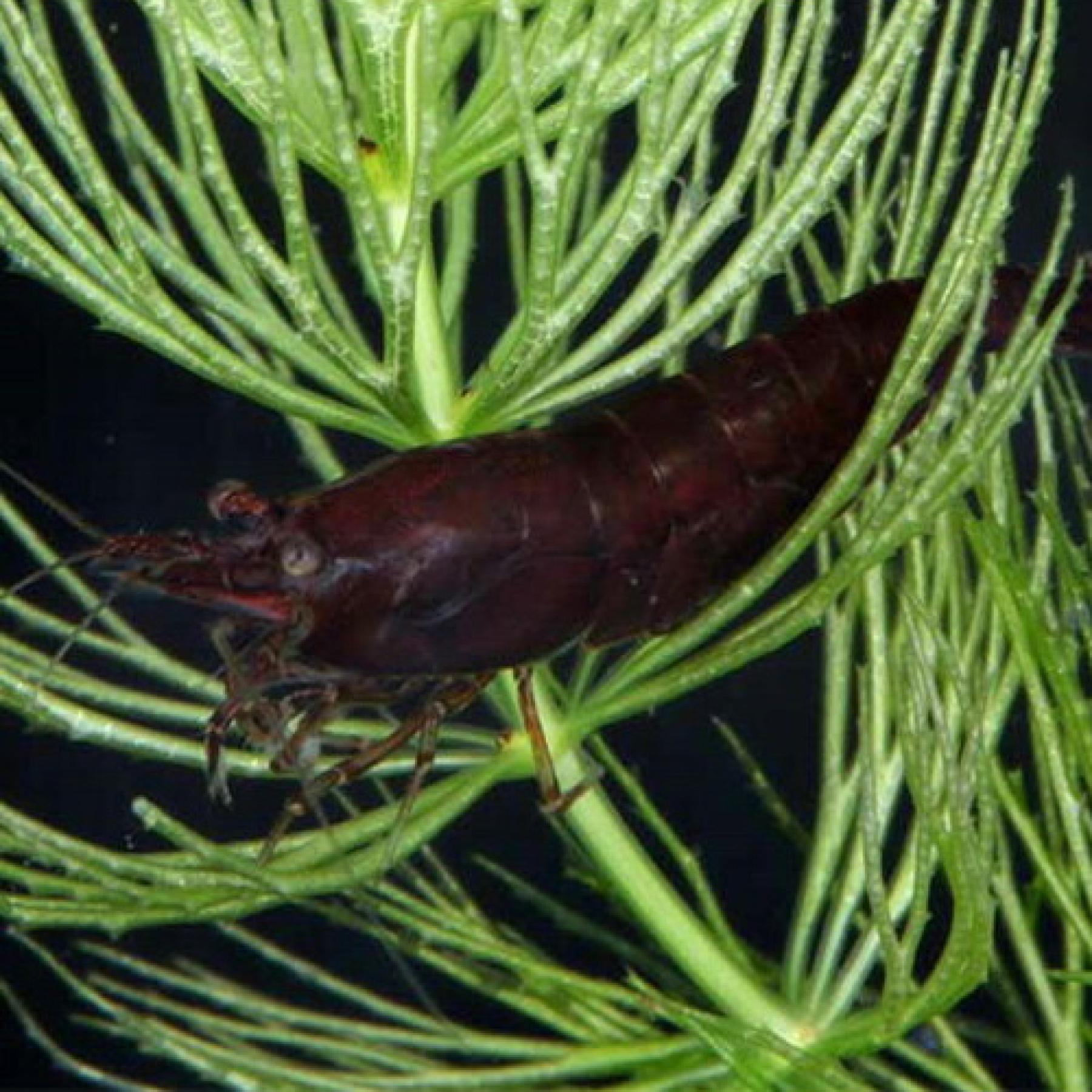 ブラックチョコレートシュリンプ※１２月限定特価