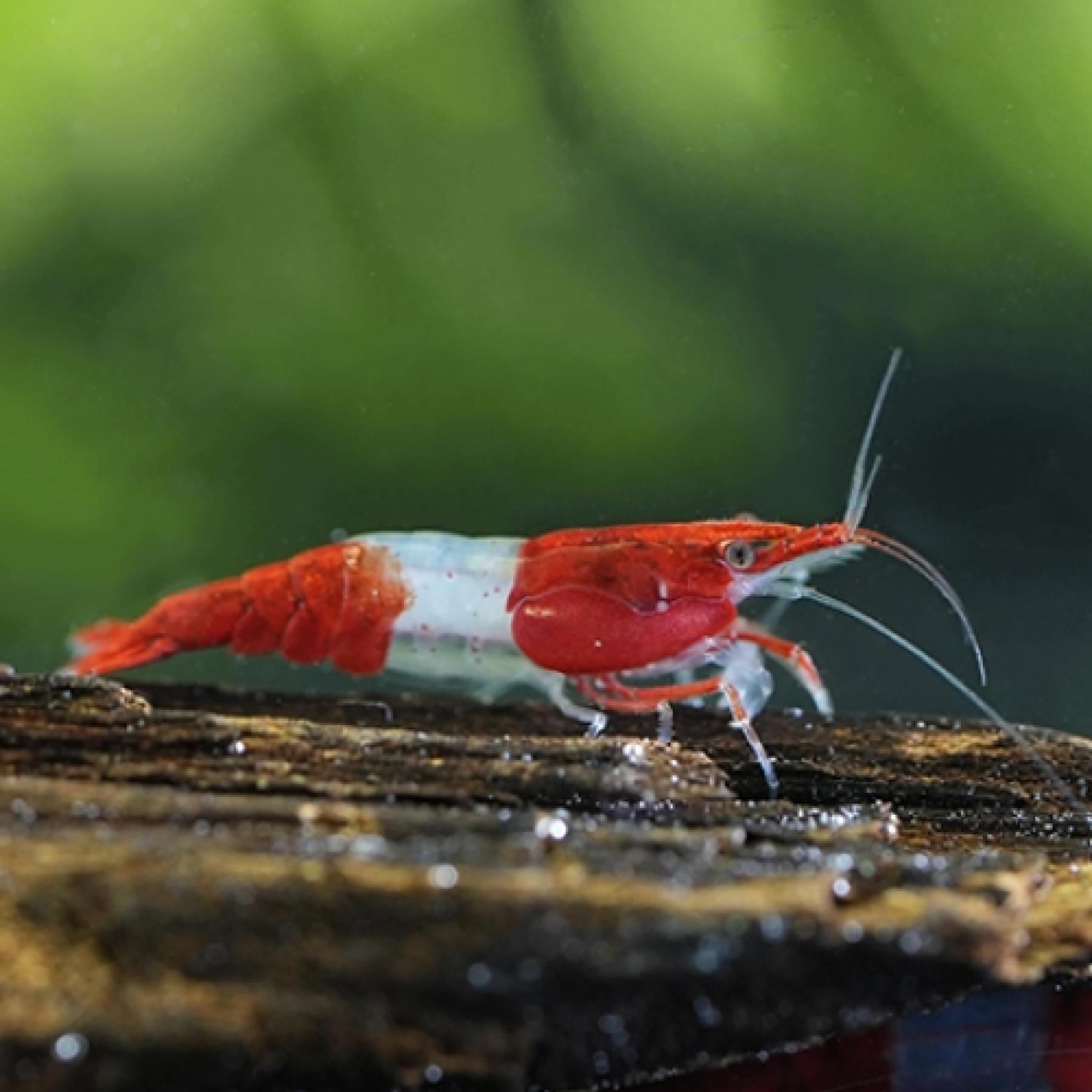 レッドルリーシュリンプ※１２月限定特価