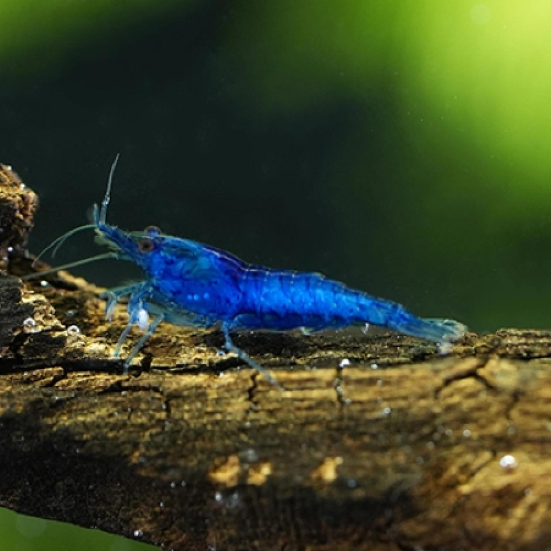 スーパーブルーベルベットシュリンプ（中国）