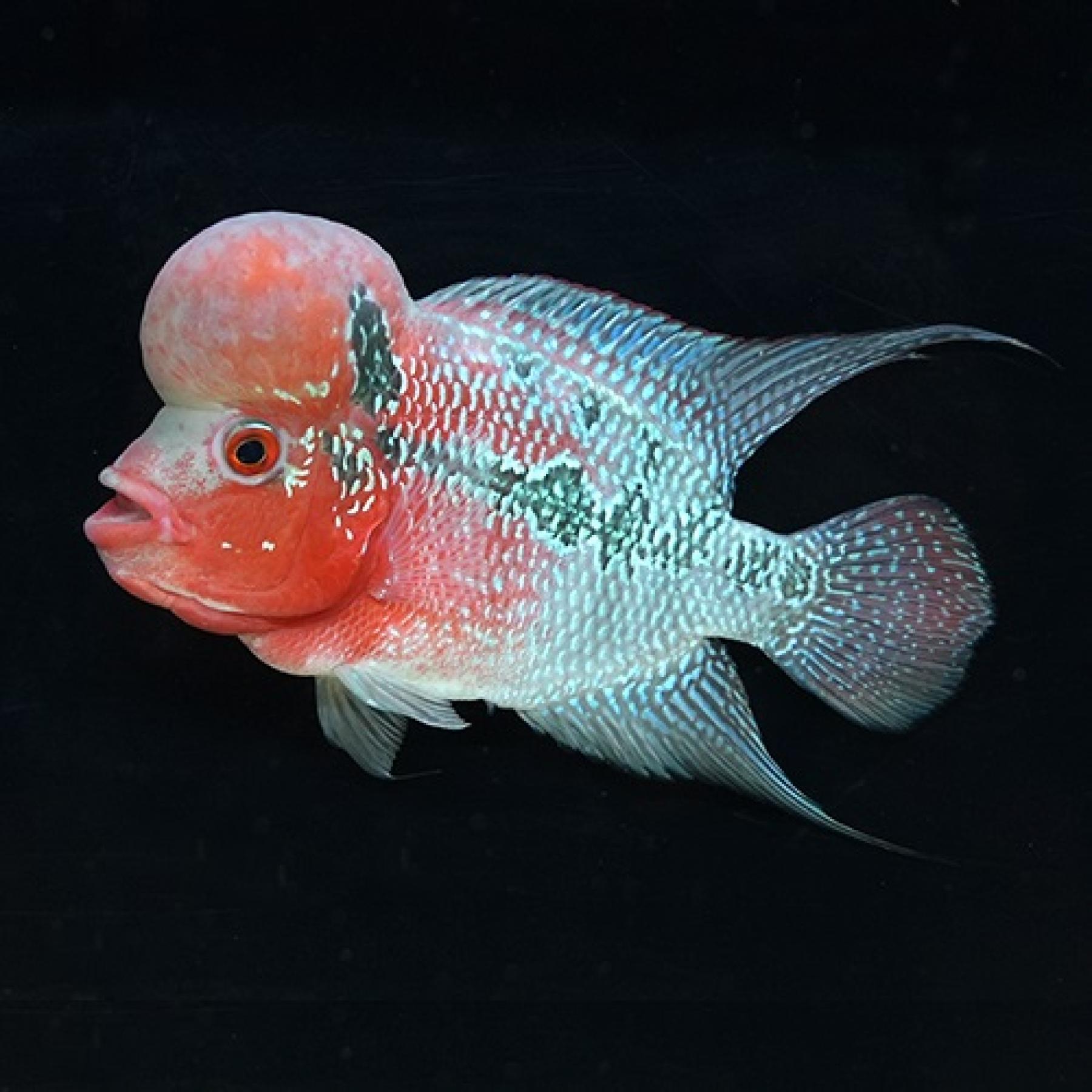 ビッグヘッドフラワーホーン・レッド