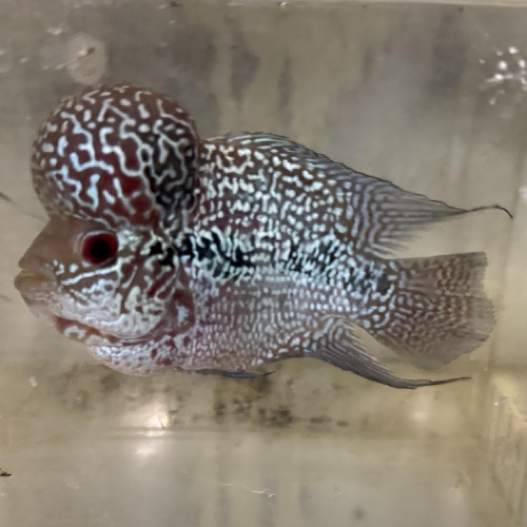 ビッグヘッドフラワーホーン・ブルー