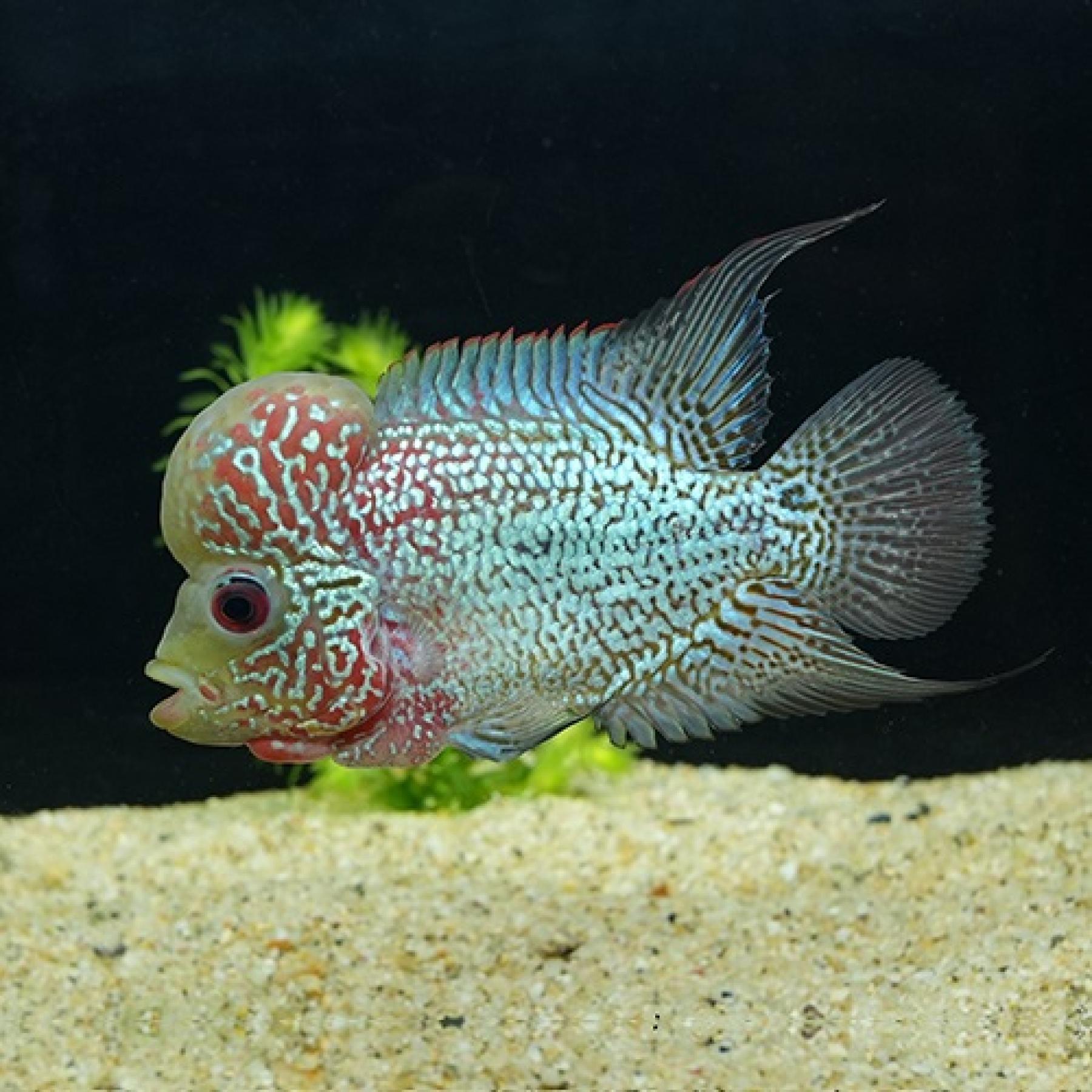 ビッグヘッドフラワーホーン・キングカムファ