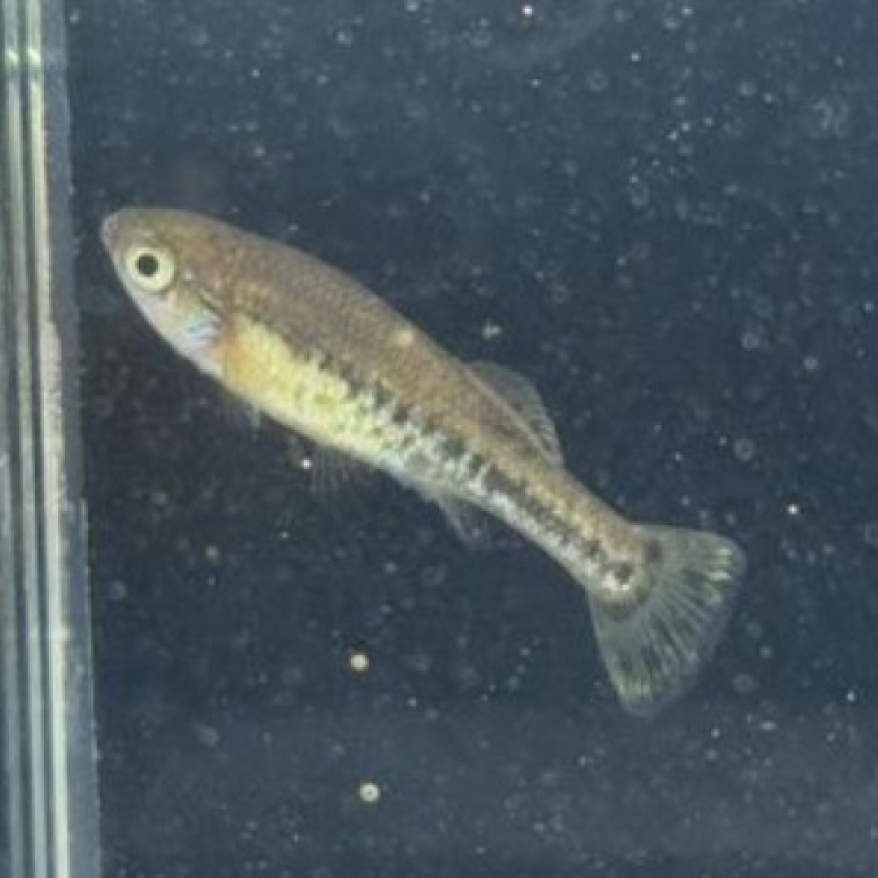 イリオドン・フルシデンス（ＥＵブリード）