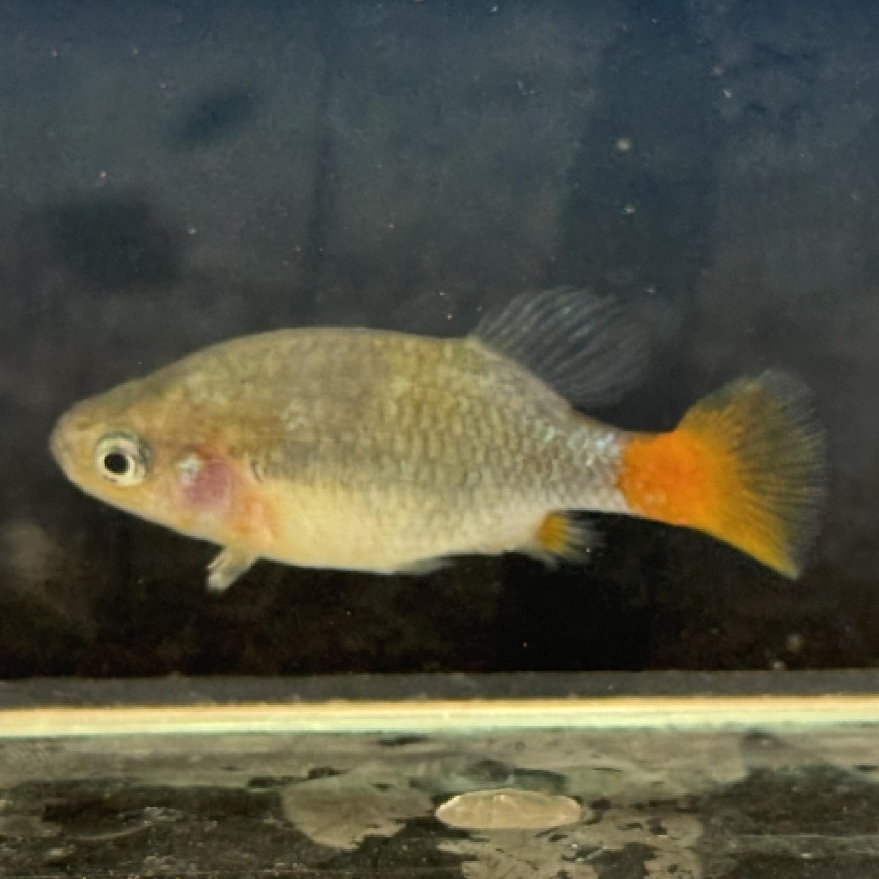 ゼノトカ・リオンシー（ＥＵブリード）