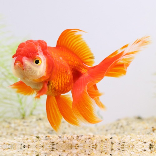 オランダ（素赤）（長野飯田）（L）