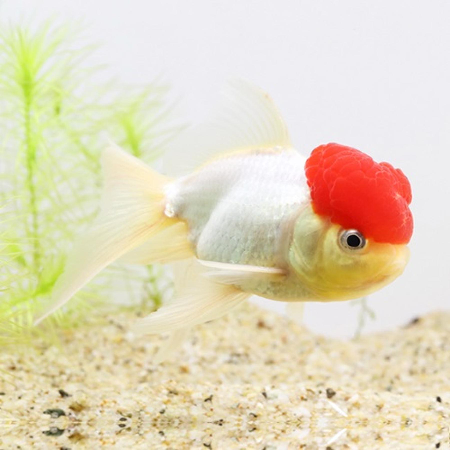 高頭丹頂（長野飯田）（Ｌ）