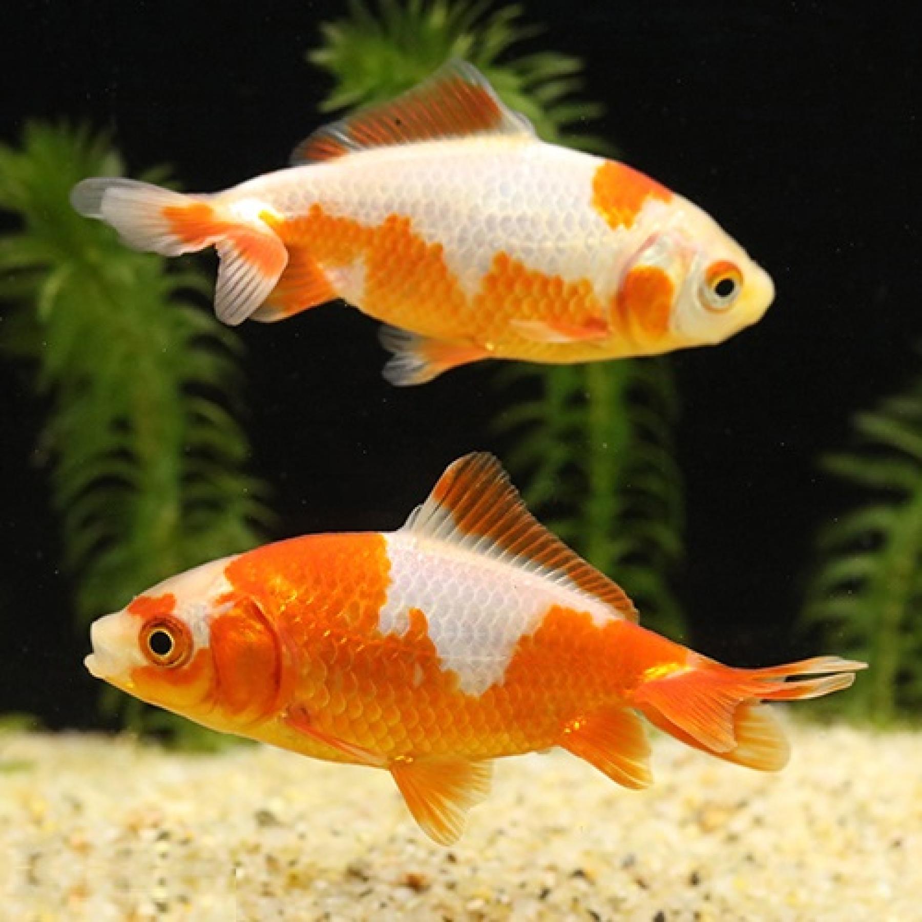 サラサ三尾和金（埼玉）（Ｌ）