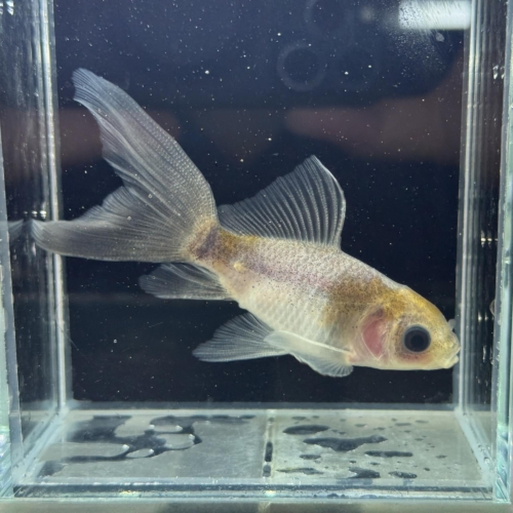 ブリストル朱文金（メノウモザイク）（埼玉）