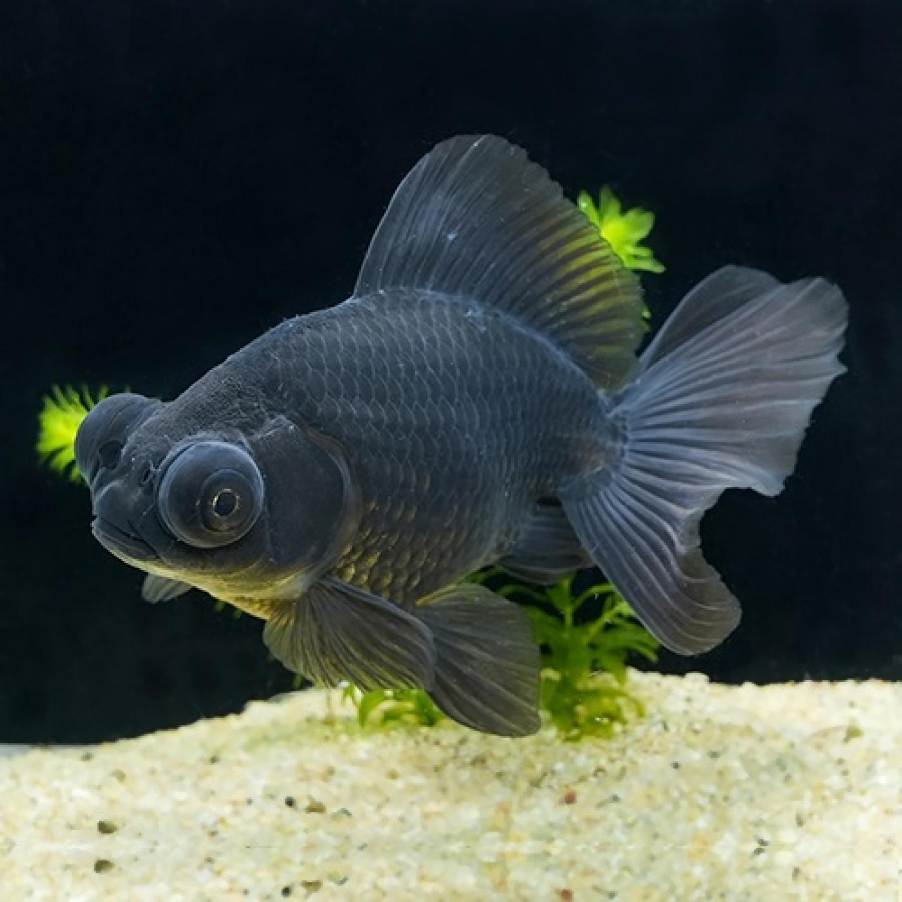 黒蝶尾（埼玉/志村）（Ｌ）