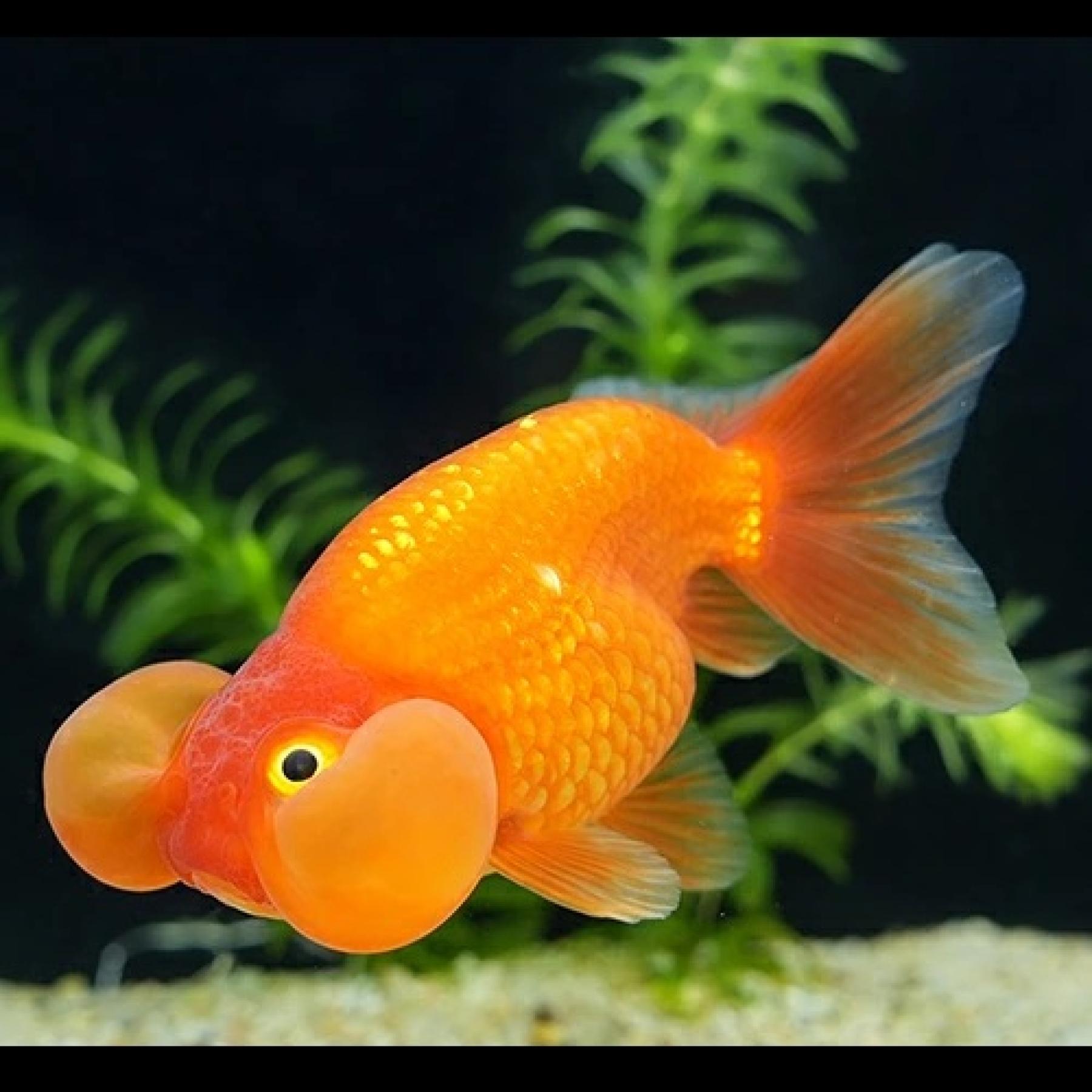 水泡眼（埼玉）(L)