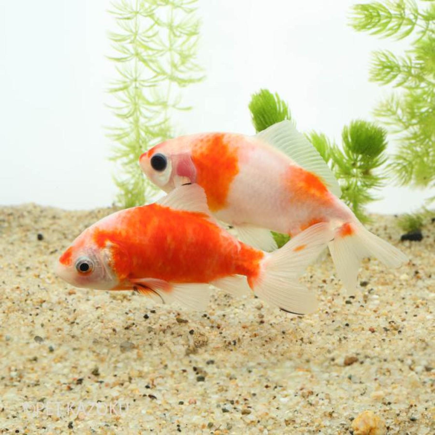 桜三尾和金（埼玉）