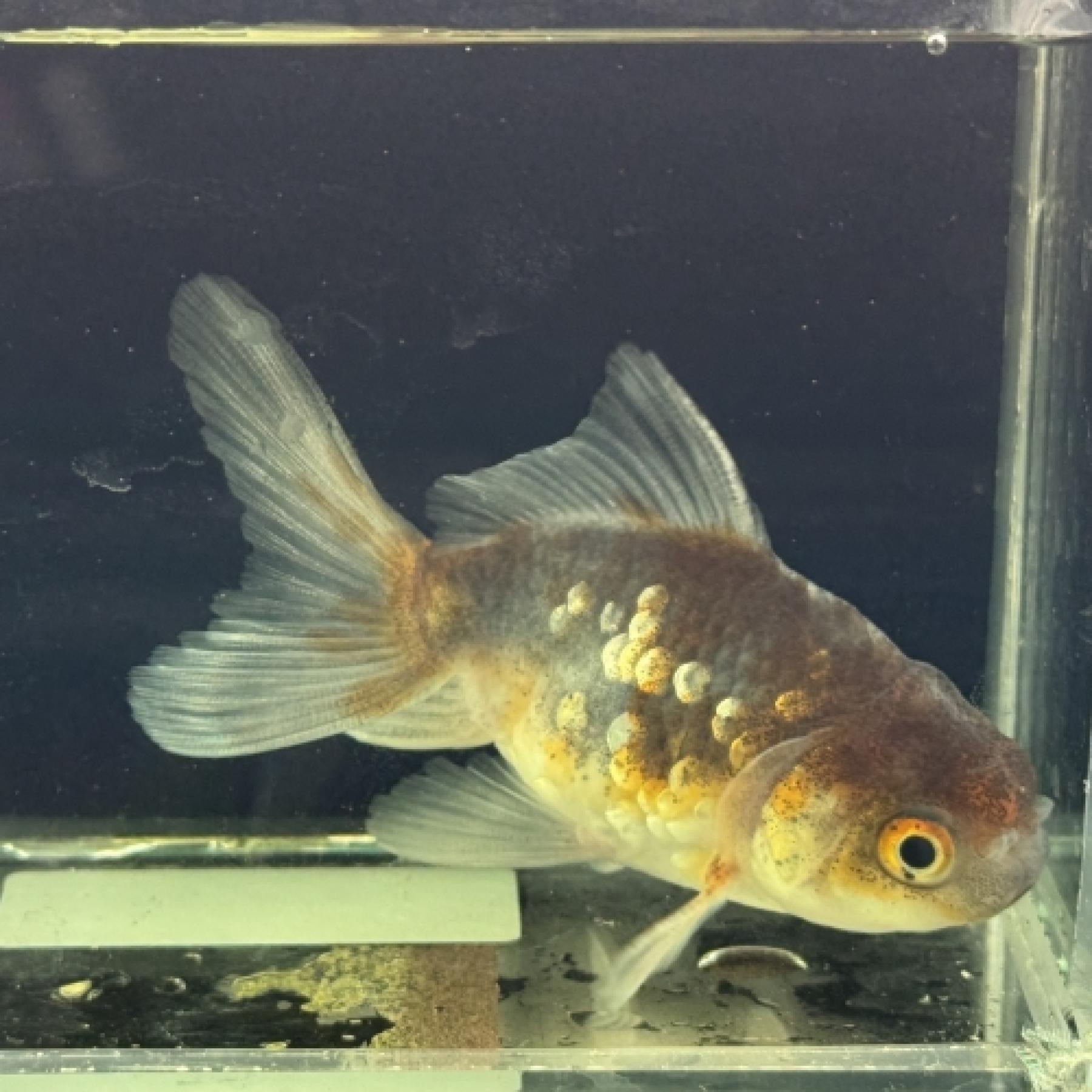 五色東錦（埼玉）