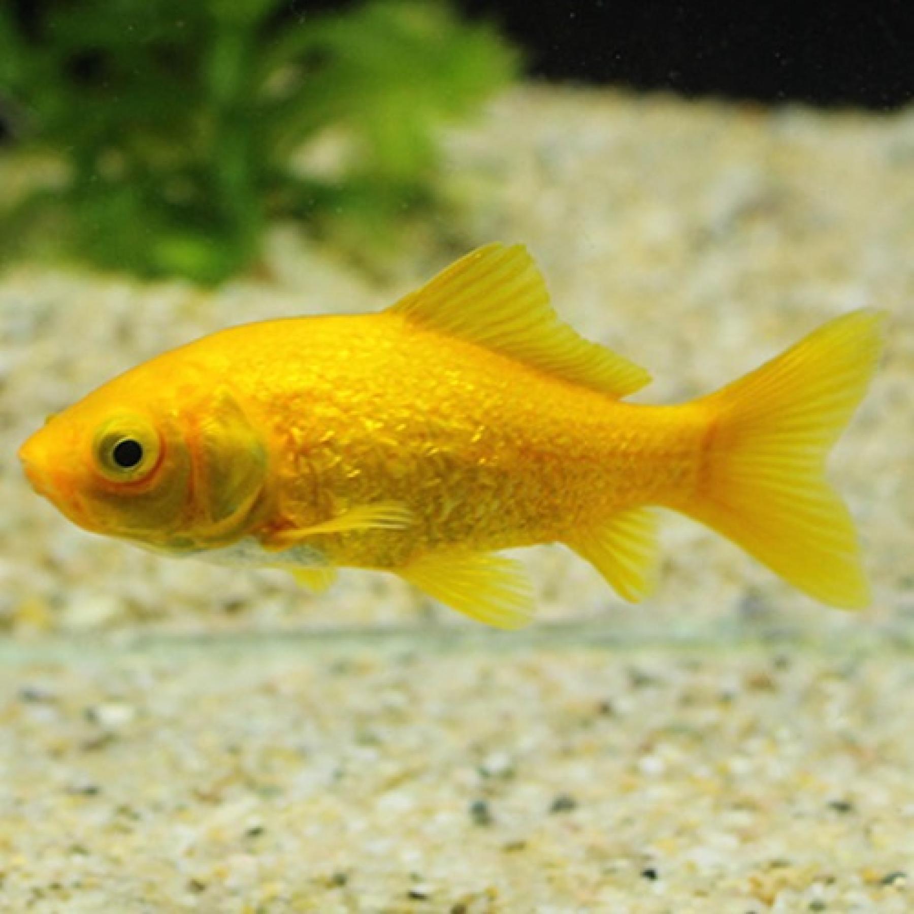 金魚 楽天市場】25cm 20cm 金魚鉢 ガラス製 透明 丸 鉢 和風 可愛い