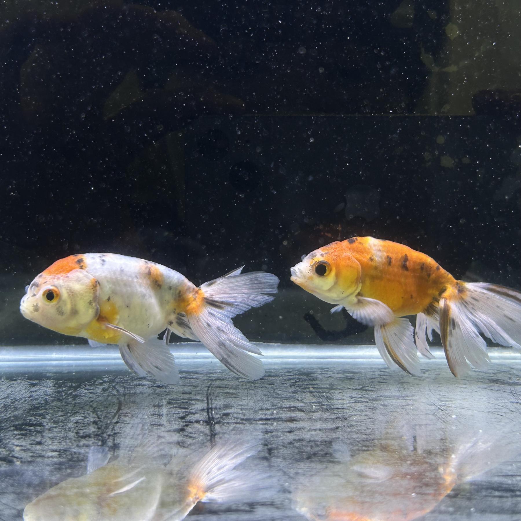 京錦（埼玉/志村）（Ｌ）