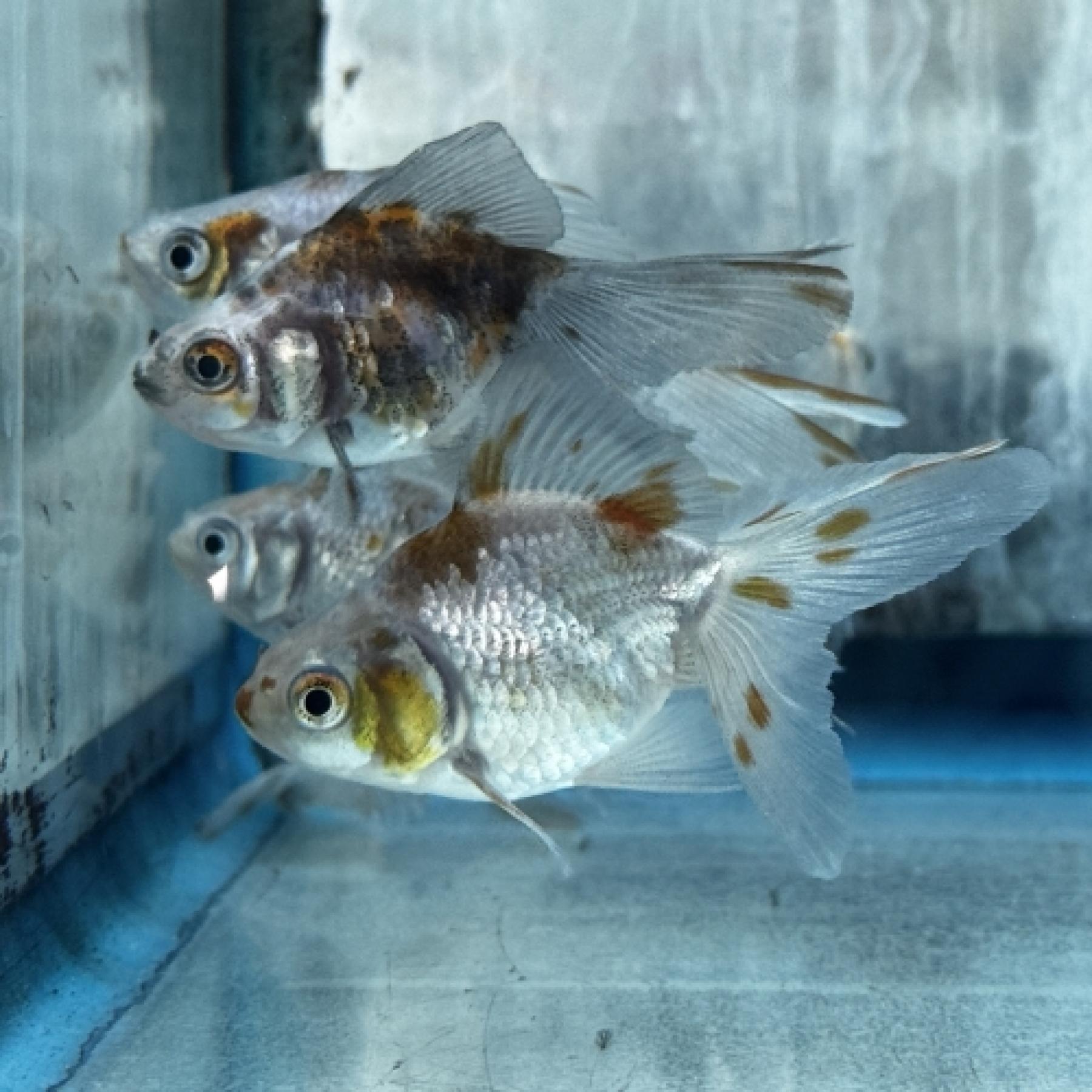 ブロードテール変わり墨銀鱗琉金(埼玉/吉野)
