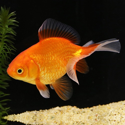 土佐錦（浜松）（Ｍ）