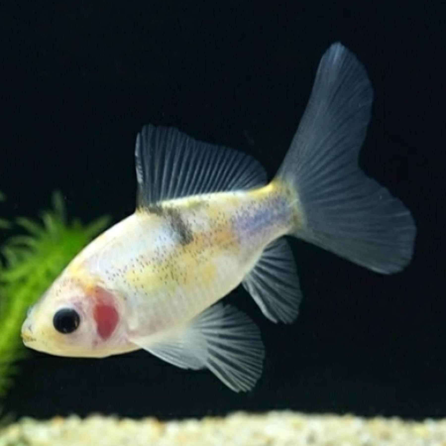 寿恵廣錦（すえひろにしき）（浜松）