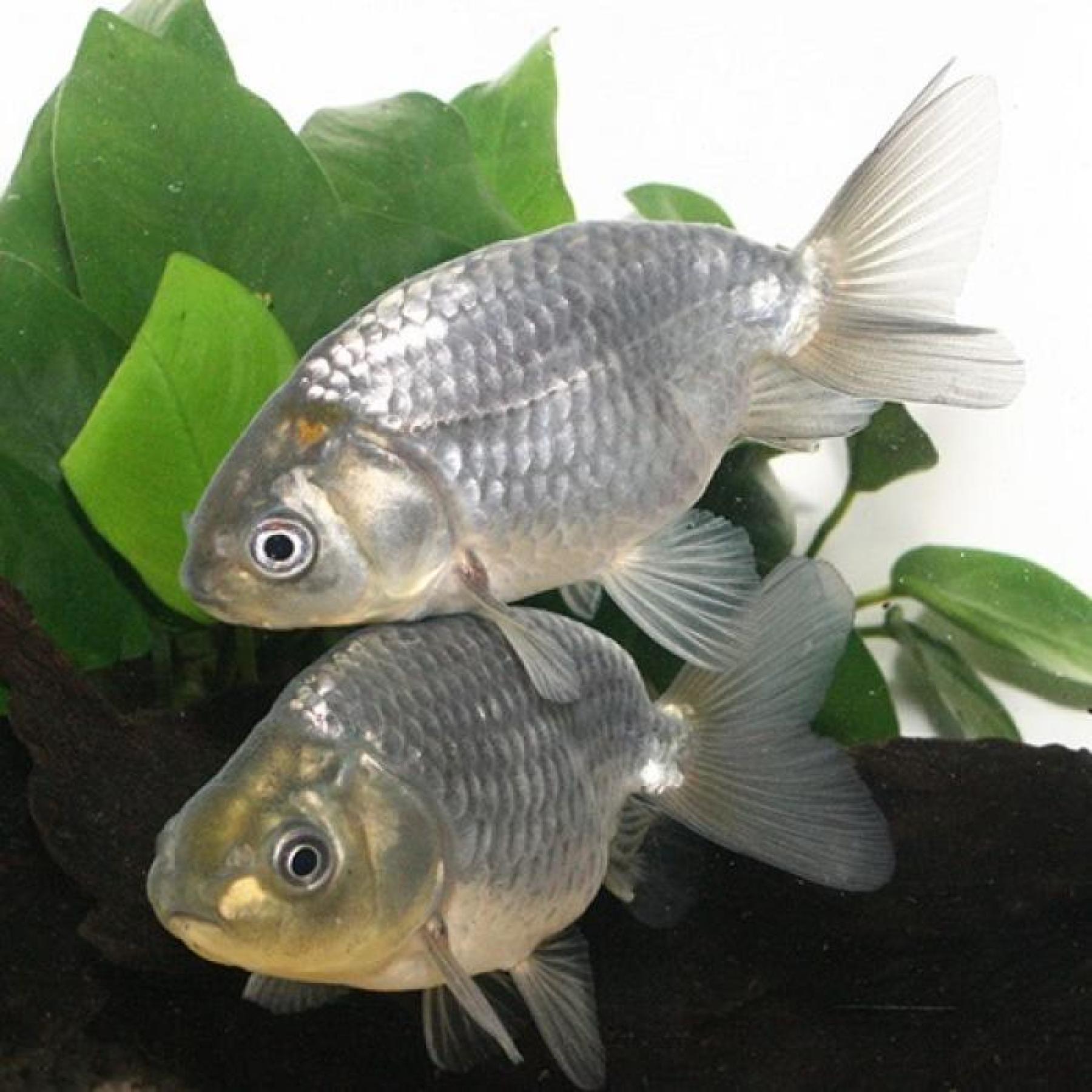 青ランチュウ（埼玉）