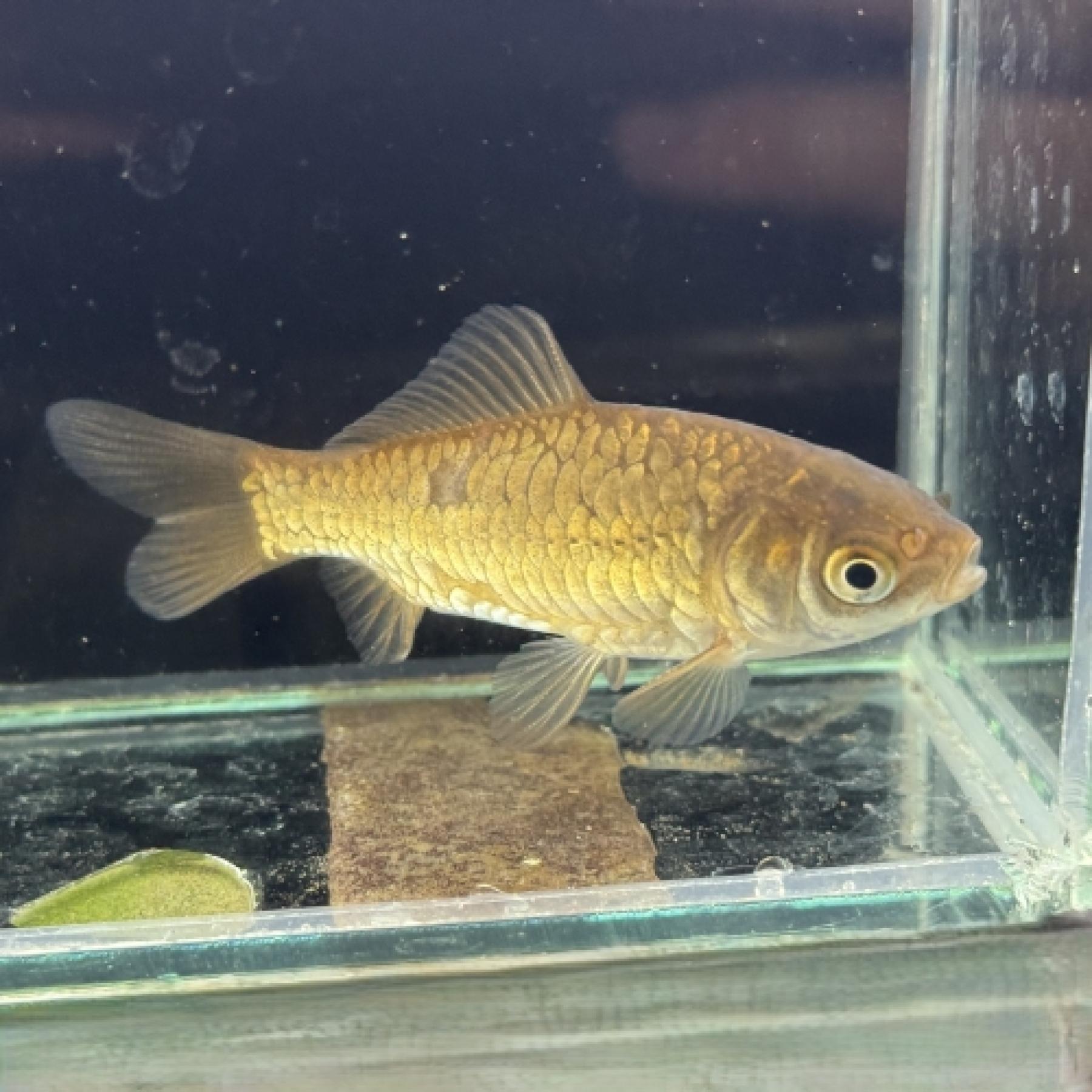 ドラゴンスケール和金（浜松）