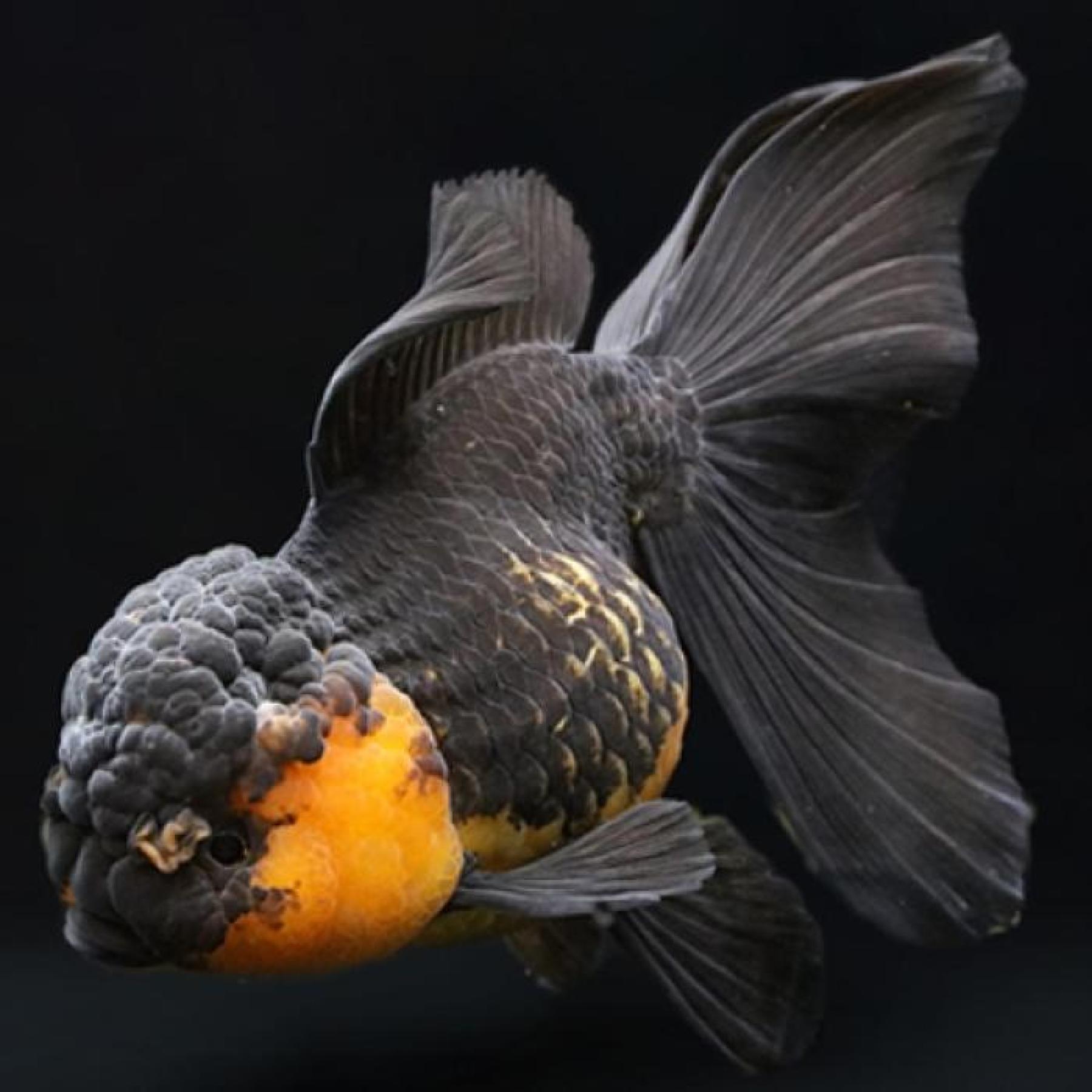 ライオンヘッドバルーン虎オランダ（インドネシア）（M）