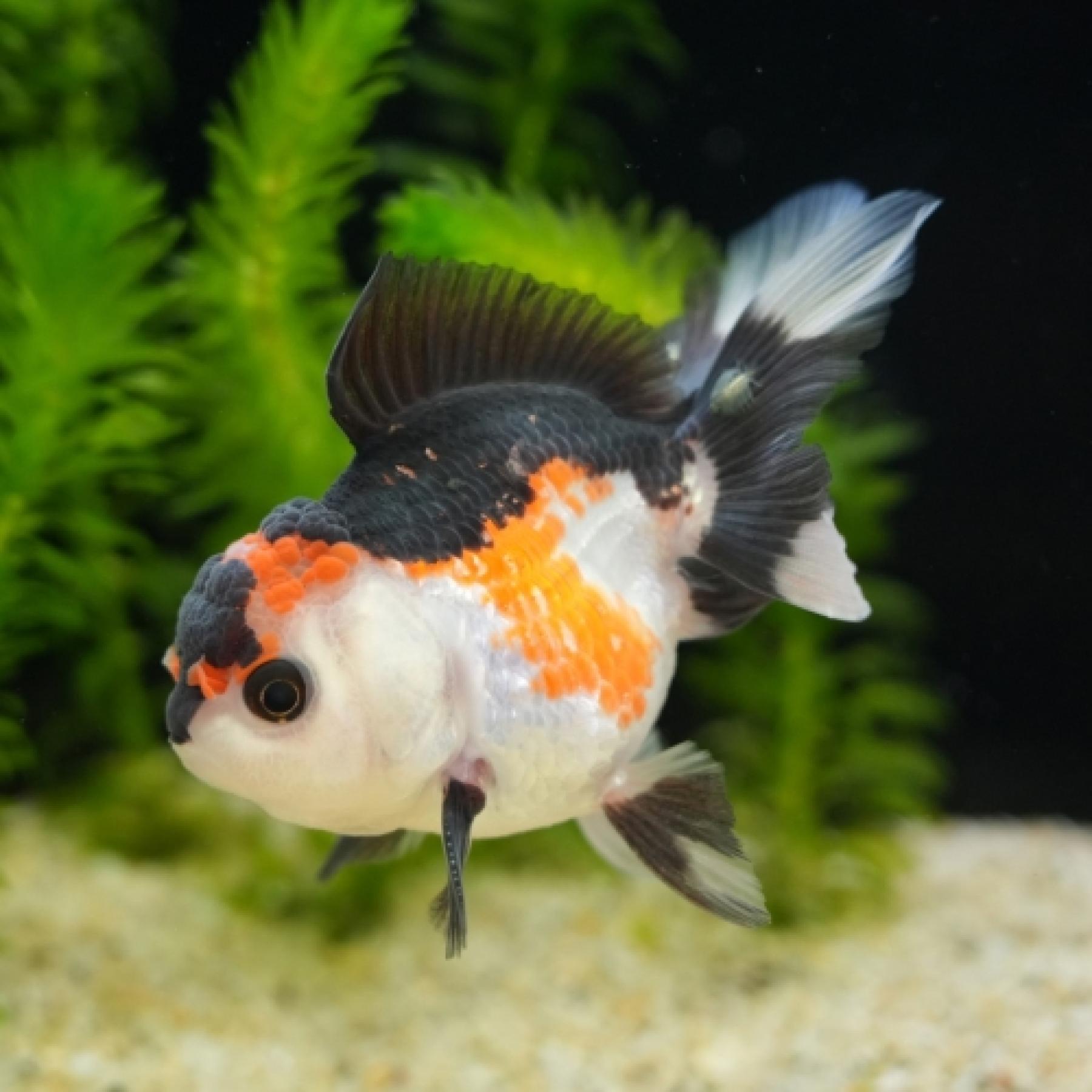 ライオンヘッドバルーントリカラーオランダ（インドネシア）（Ｍ）