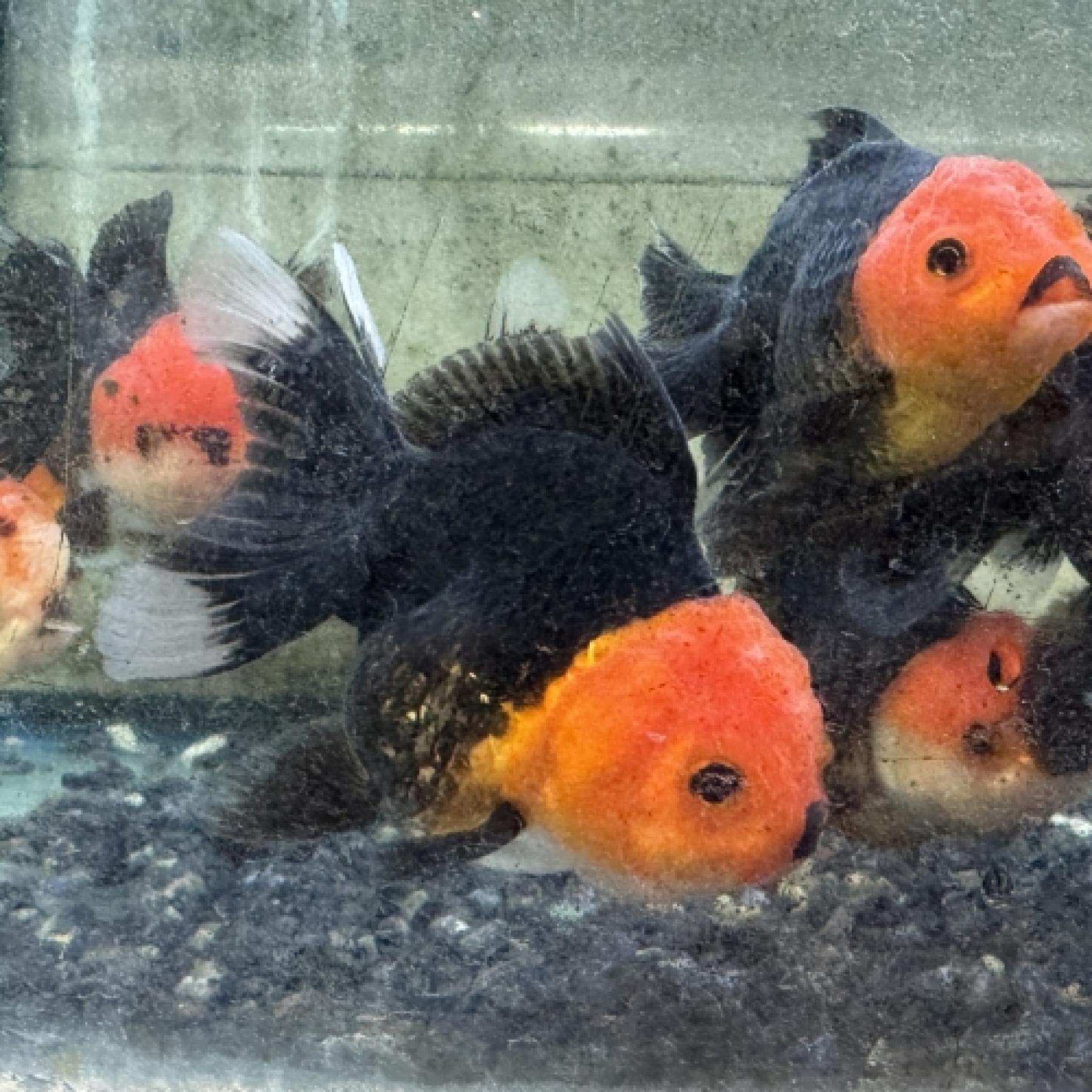 ライオンヘッドバルーンレッドブラックオランダ（インドネシア）ＭＬ