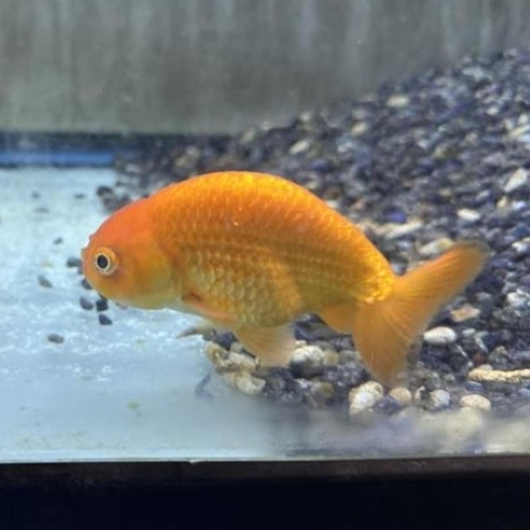 レッドランチュウ（インドネシア）（ＭＬ）