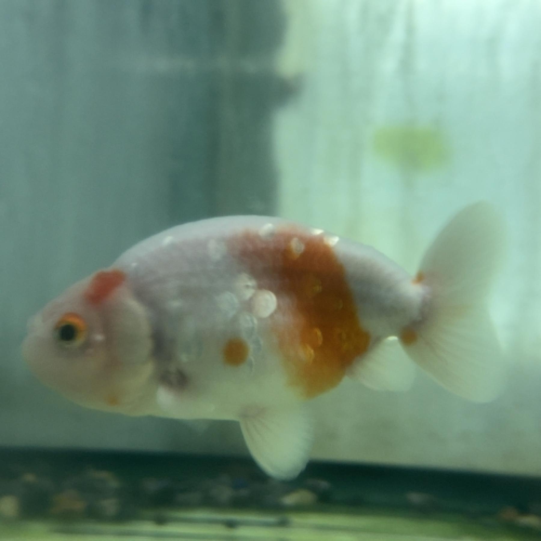 サクラランチュウ（インドネシア）（ＭＬ）