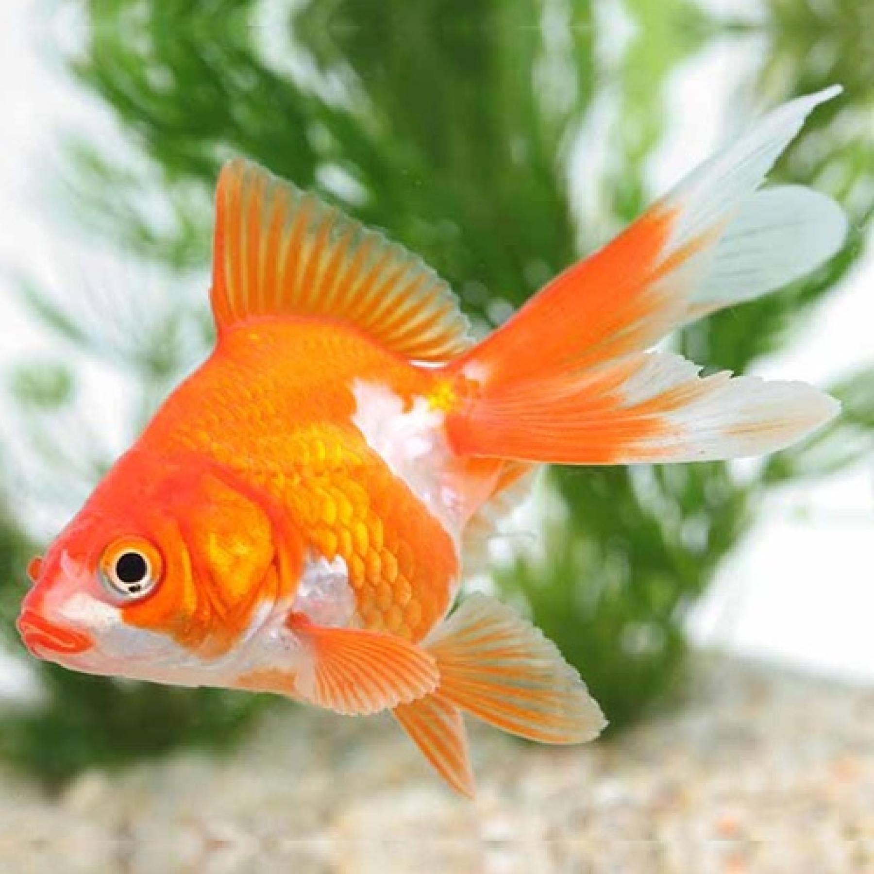 サラサ琉金（埼玉）（ＬＬ）