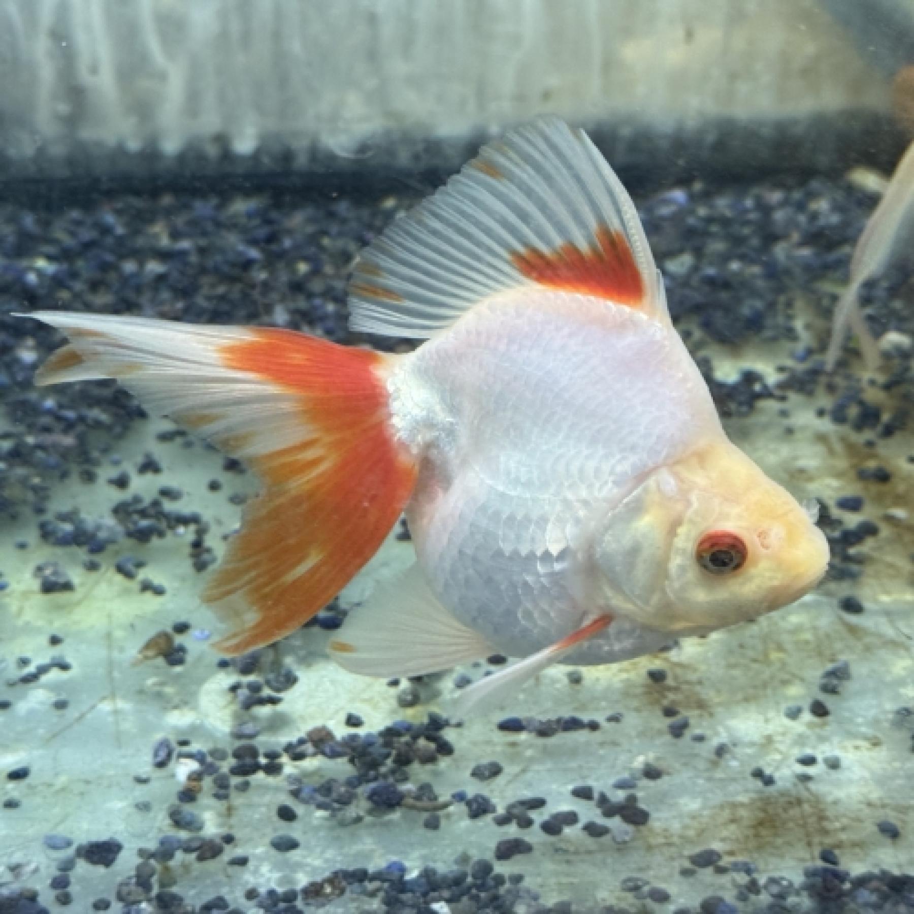 白琉金（埼玉）（ＬＬ）