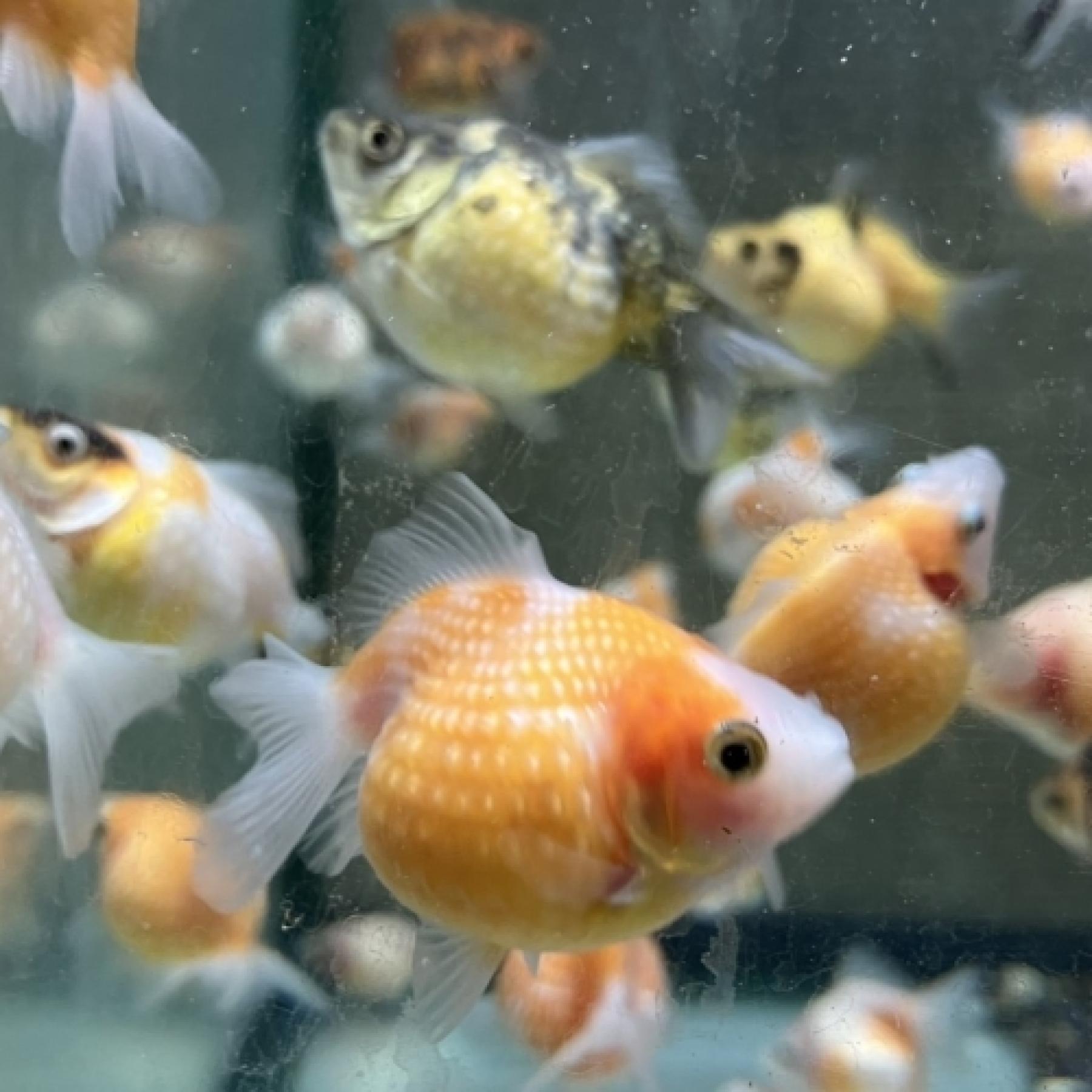 ピンポンパール（インドネシア）（ＳＭ）