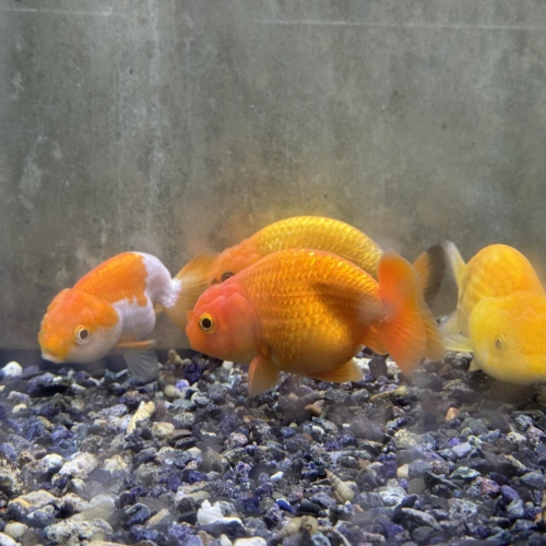 ランチュウ・色ミックス（インドネシア）（ＭＬ）