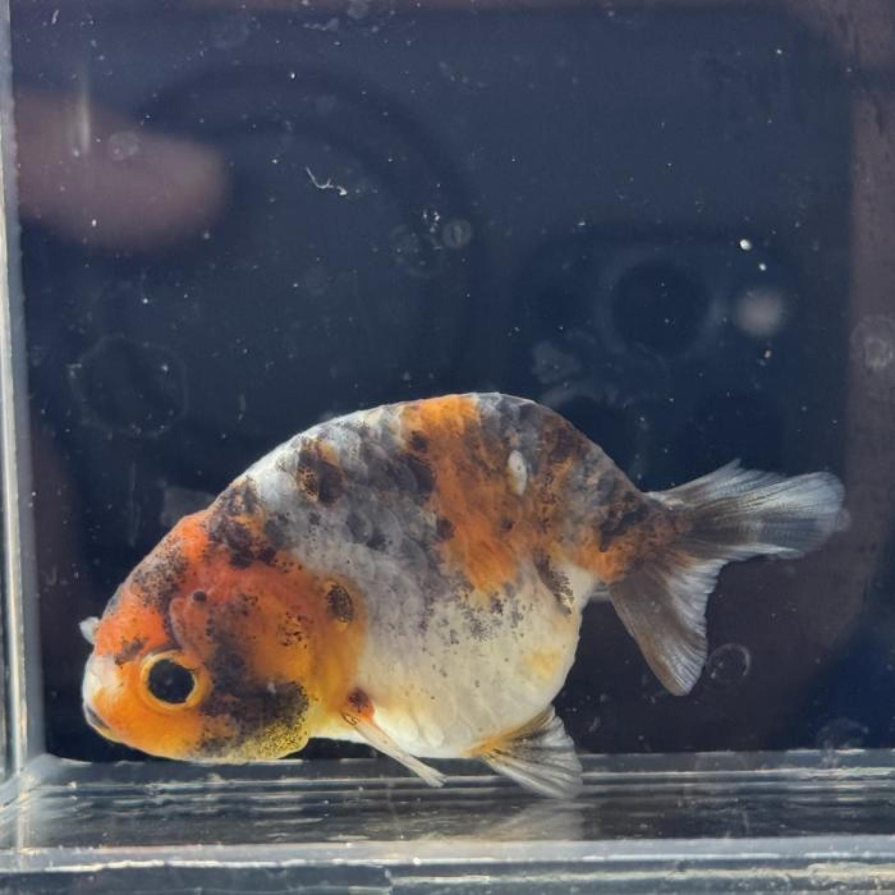 キャリコランチュウ（インドネシア）（ＭＬ）