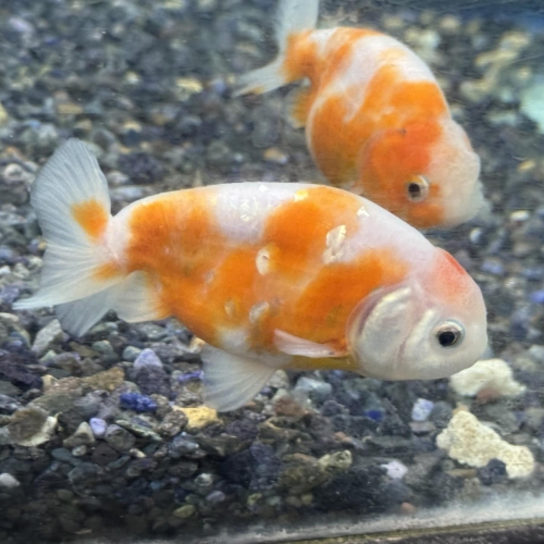 サクラランチュウ（インドネシア）（ML）