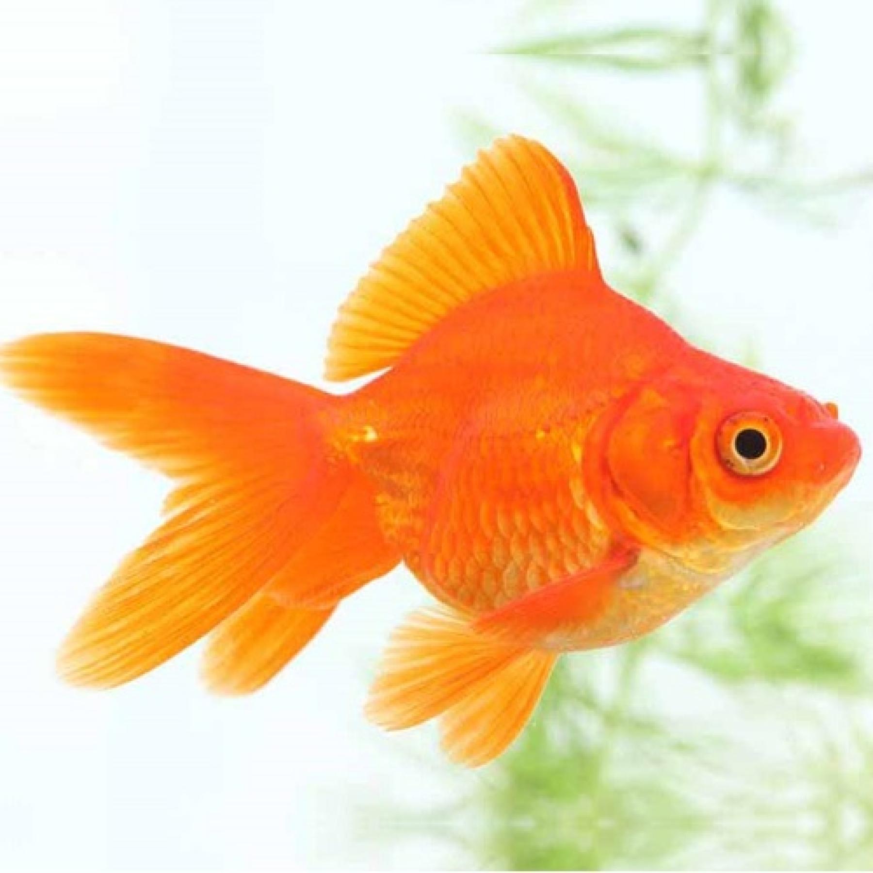 琉金（長野飯田）（ＳＭ）