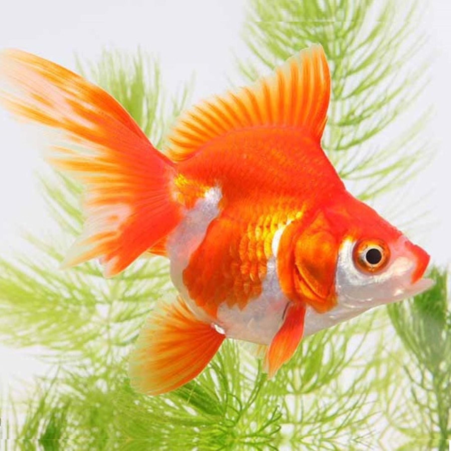 サラサ琉金（長野飯田）（ＳＭ）