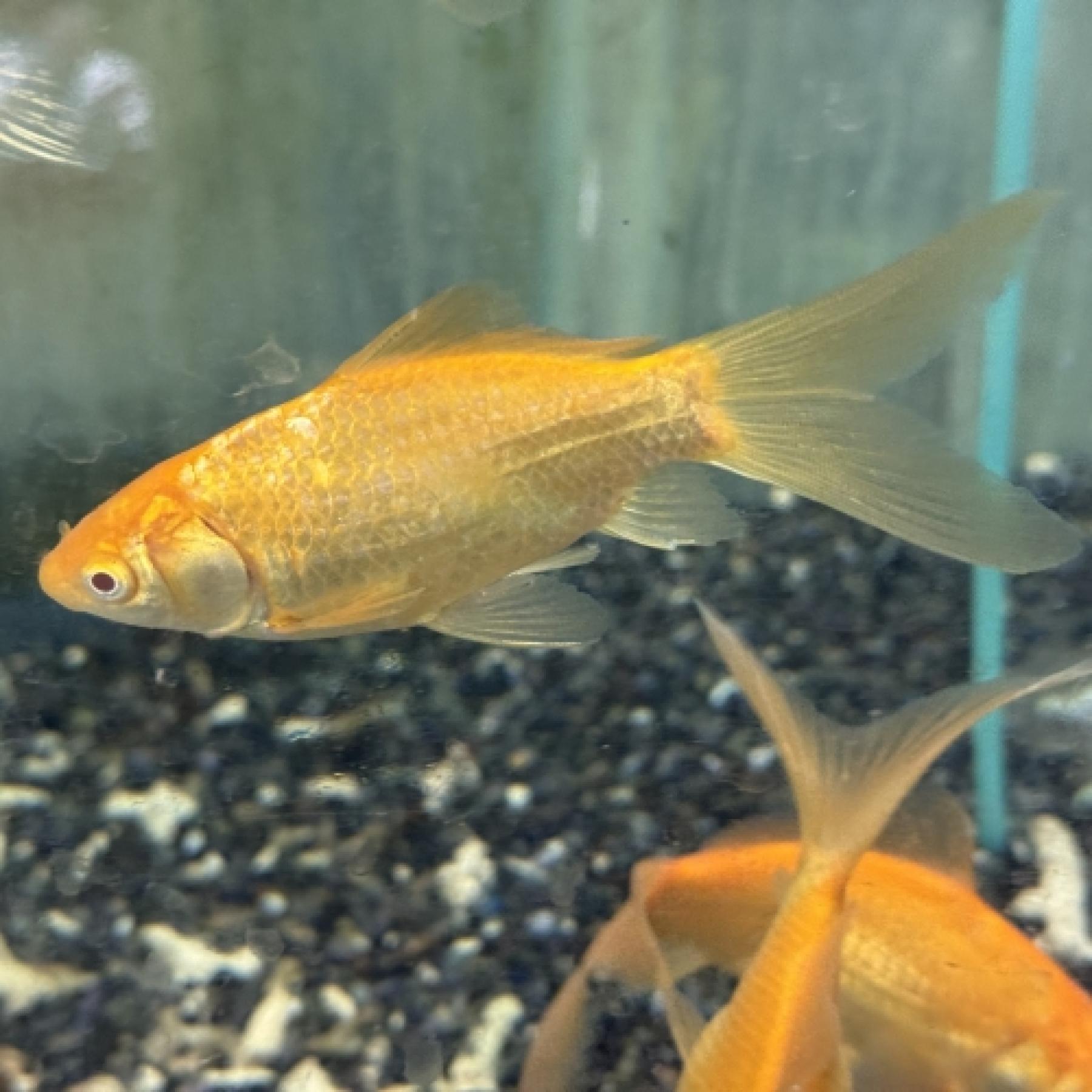 アルビノ和金（埼玉）（Ｌ）