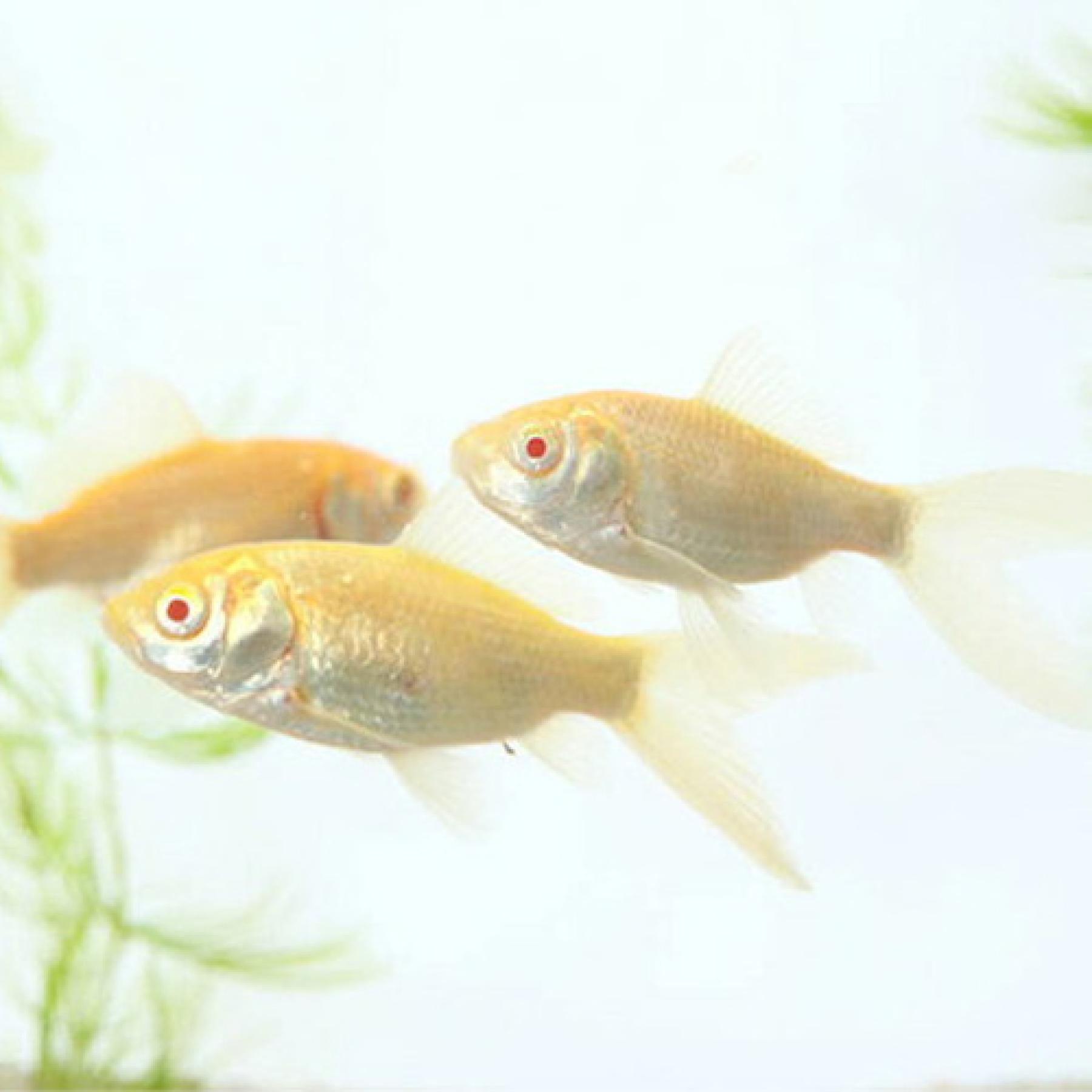 アルビノコメット（埼玉）（Ｌ）