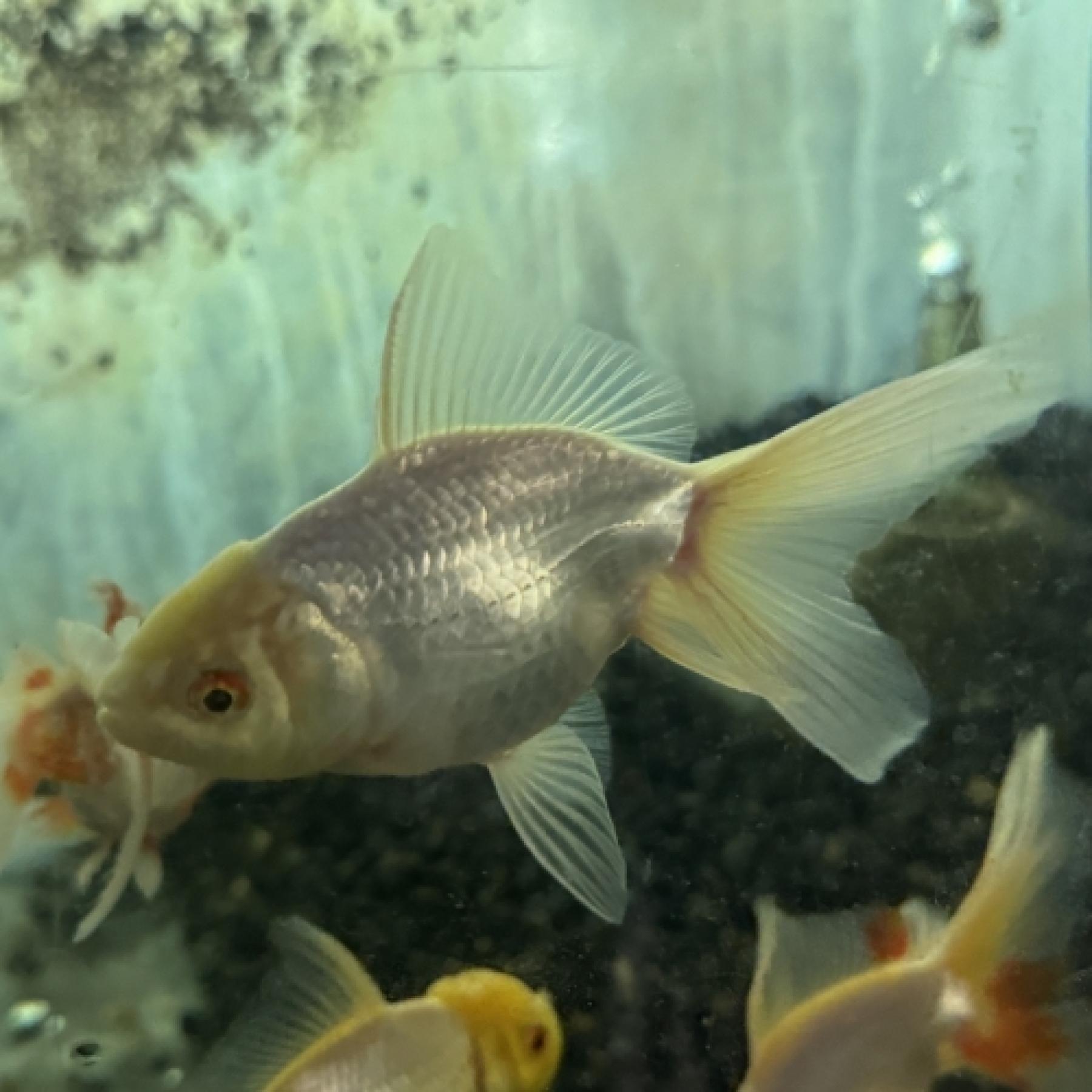 白オランダ（埼玉）（Ｍ）