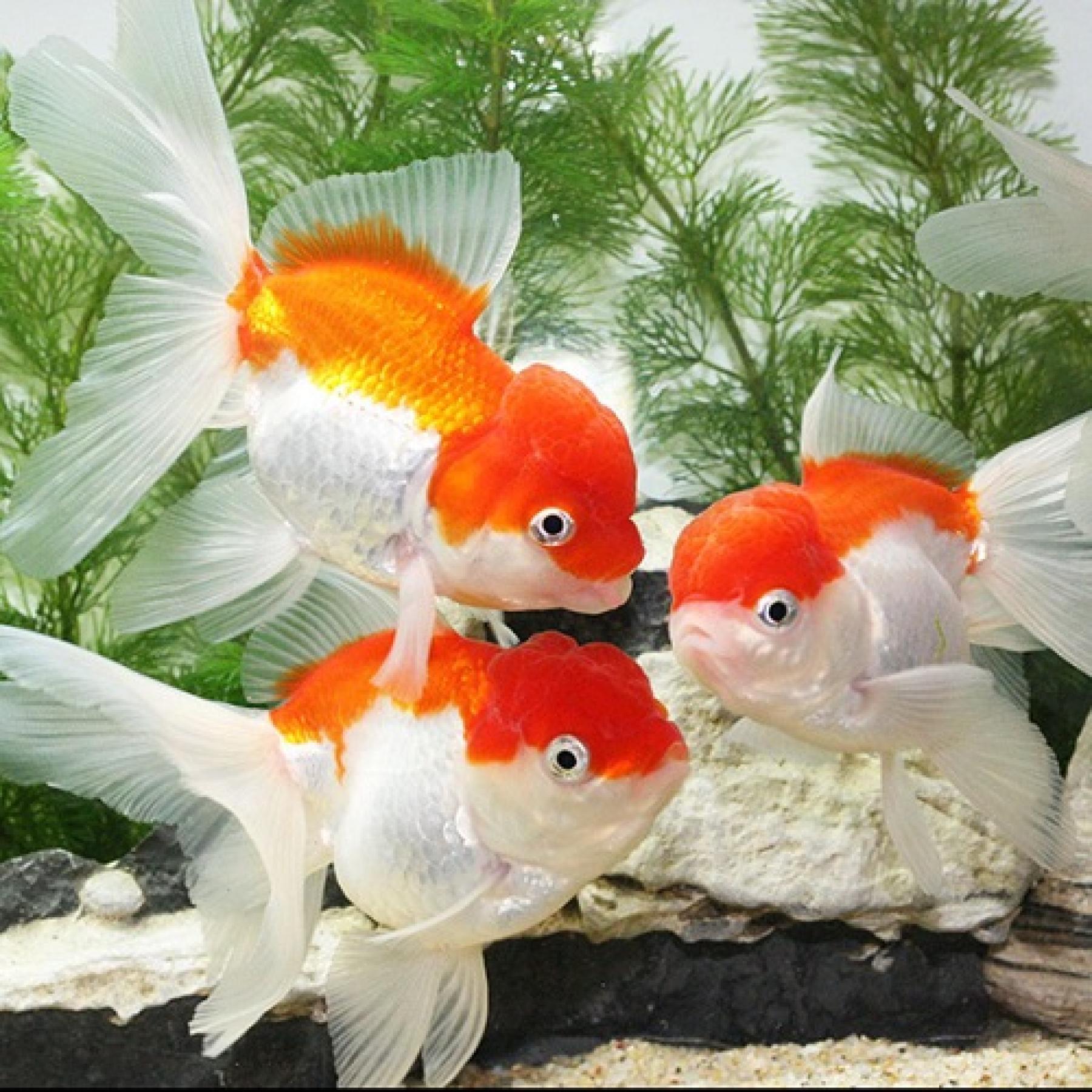 丹頂（埼玉）（Ｌ）