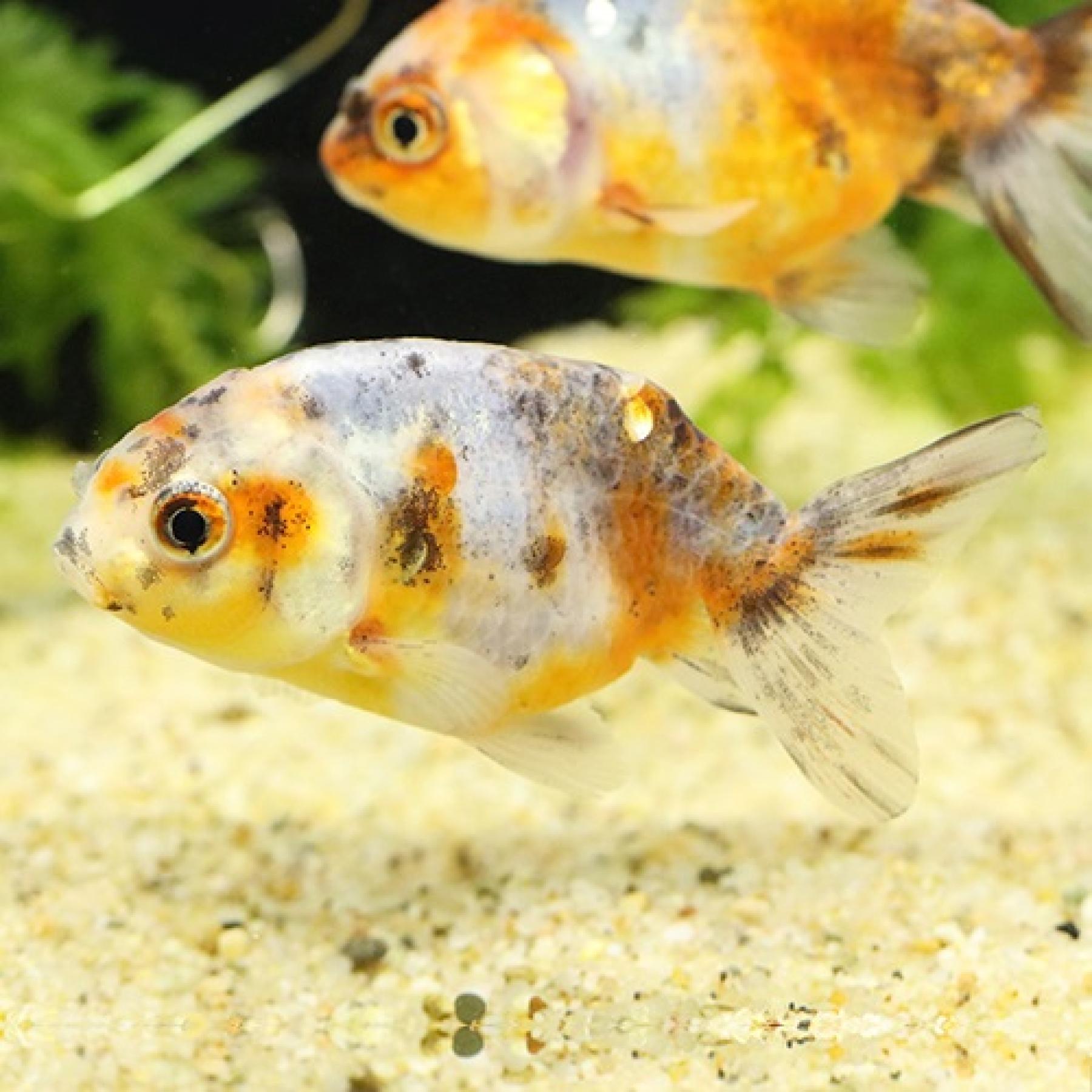 江戸錦（埼玉）（Ｌ）