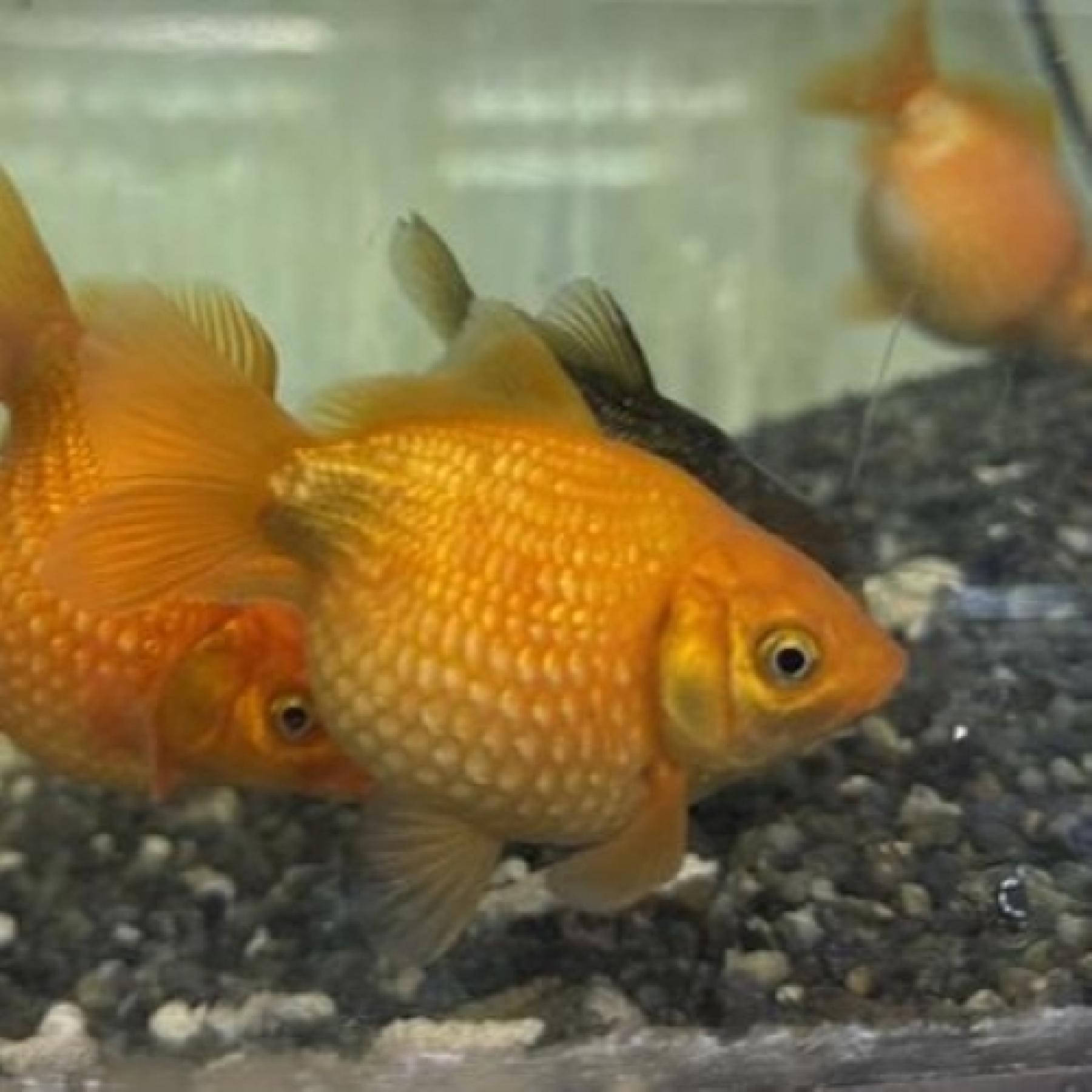 国産ちょうちんパール（埼玉）（Ｍ）