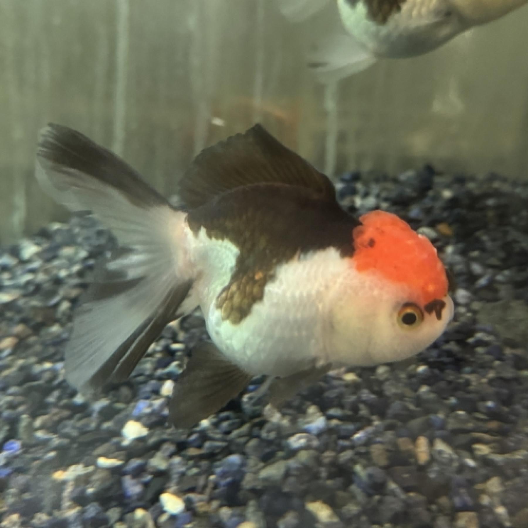 ﾗｲｵﾝﾍｯﾄﾞﾊﾞﾙｰﾝﾚｯﾄﾞｷｬｯﾌﾟﾊﾟﾝﾀﾞｵﾗﾝﾀﾞ(ｲﾝﾄﾞﾈｼｱ)(ML)