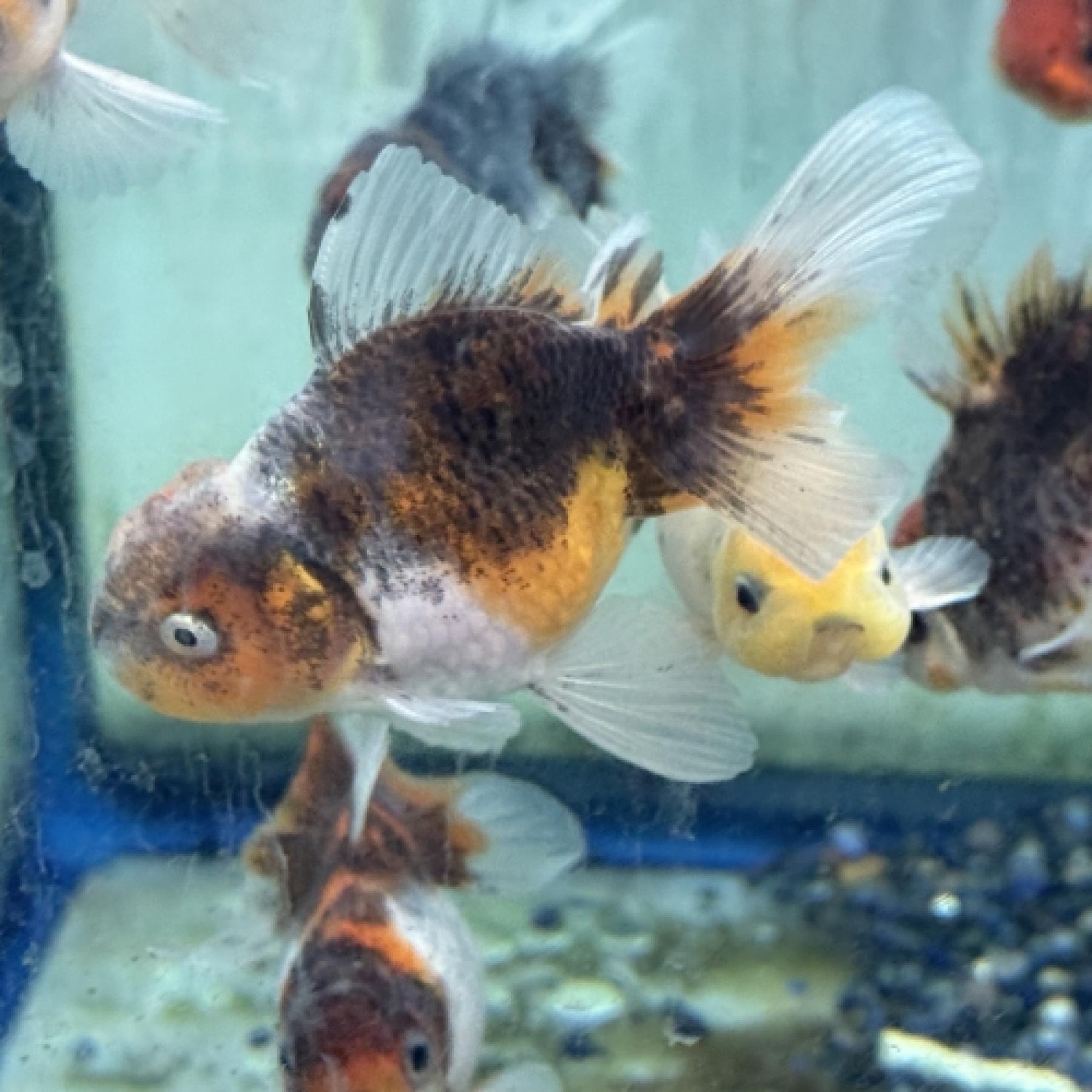 伊勢東錦（後藤養魚場）