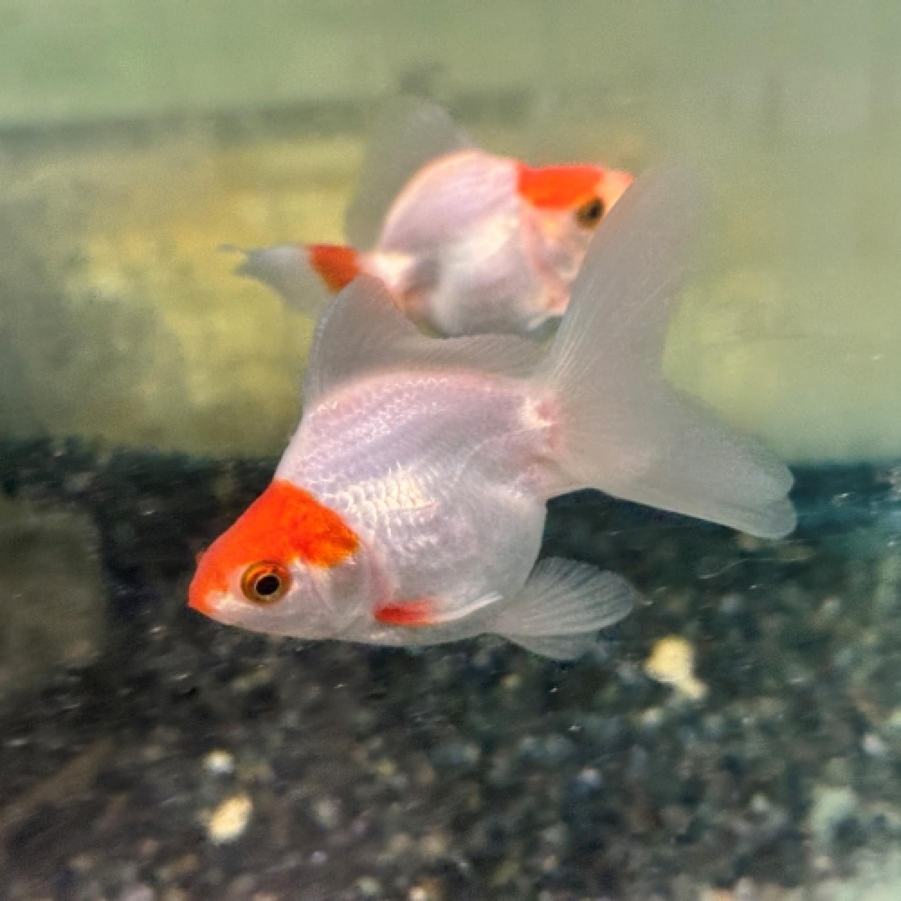 サラサ琉金（インドネシア）(ML)