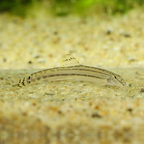 スジシマドジョウ